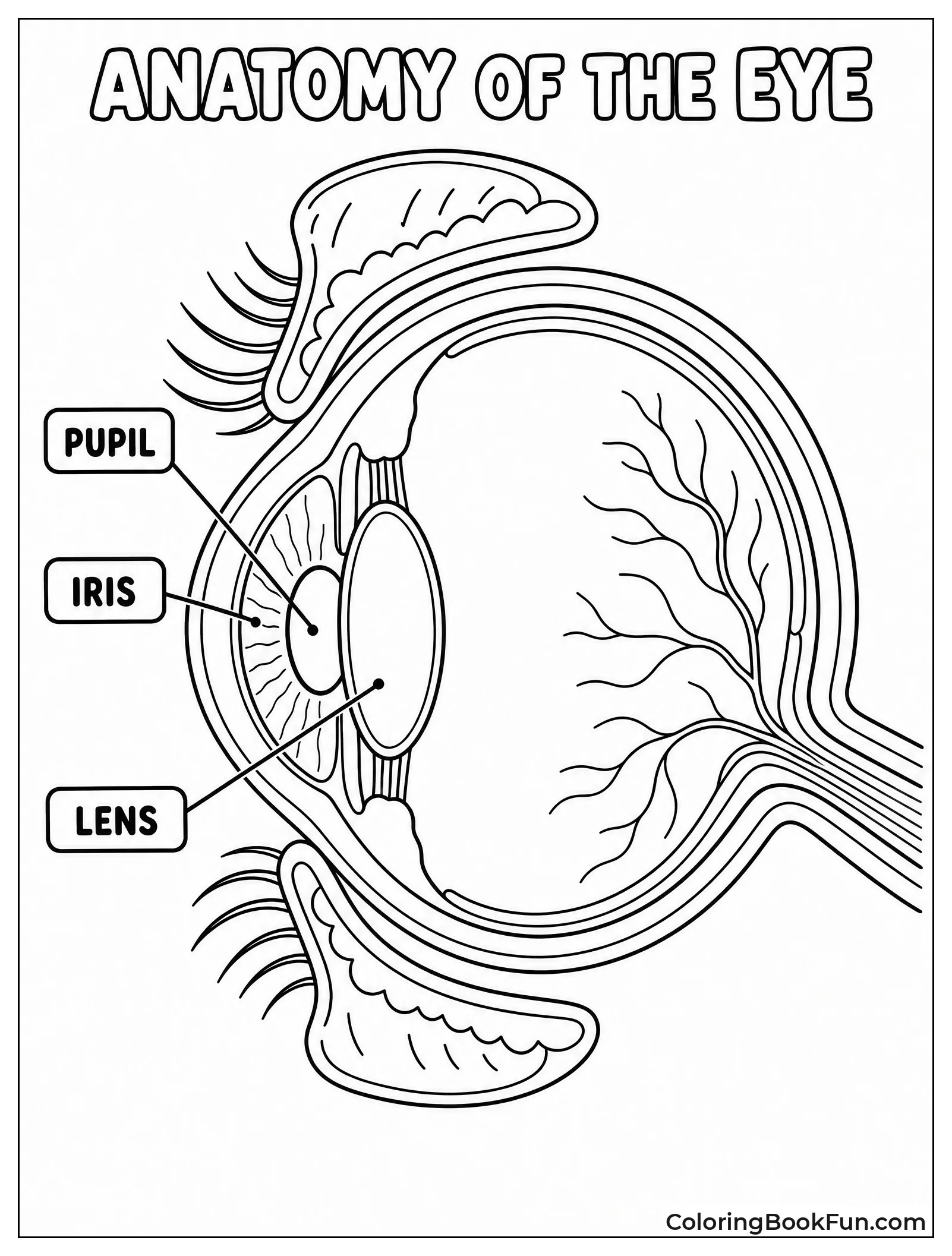 Closeup Of Eye Shows Parts