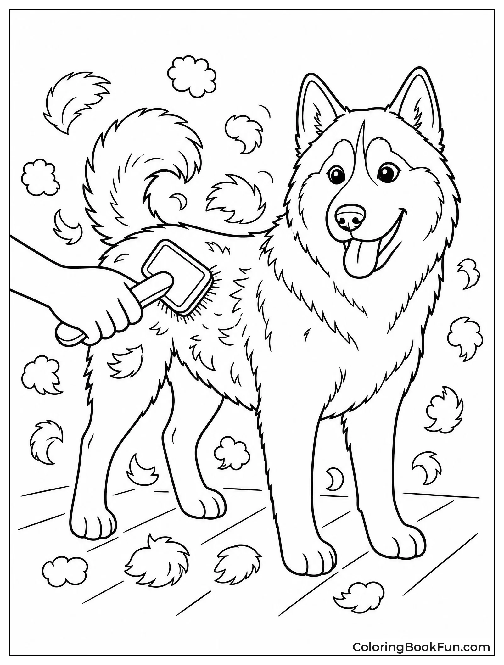 Husky Getting Brushed