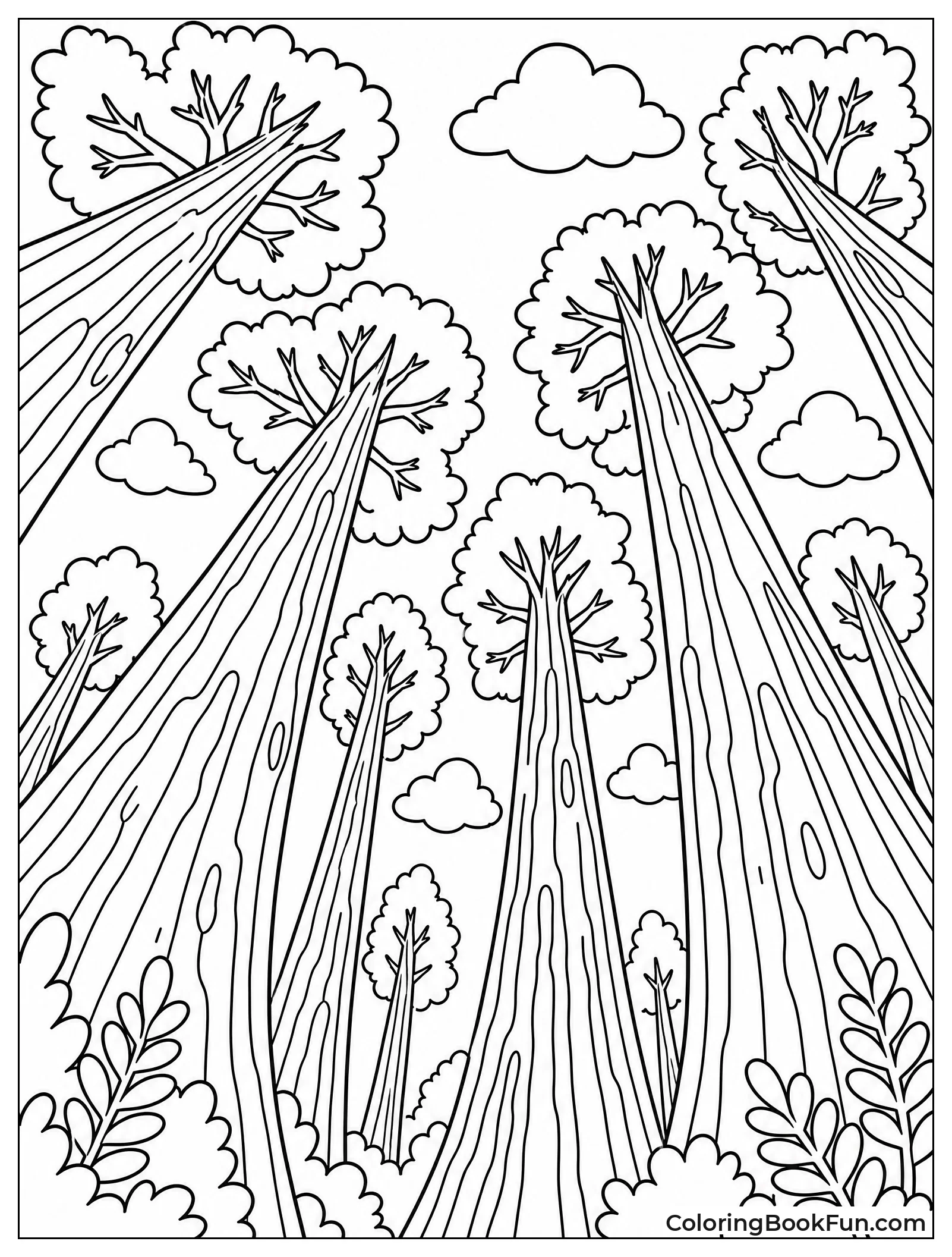 View Looking Up at Tall Trees