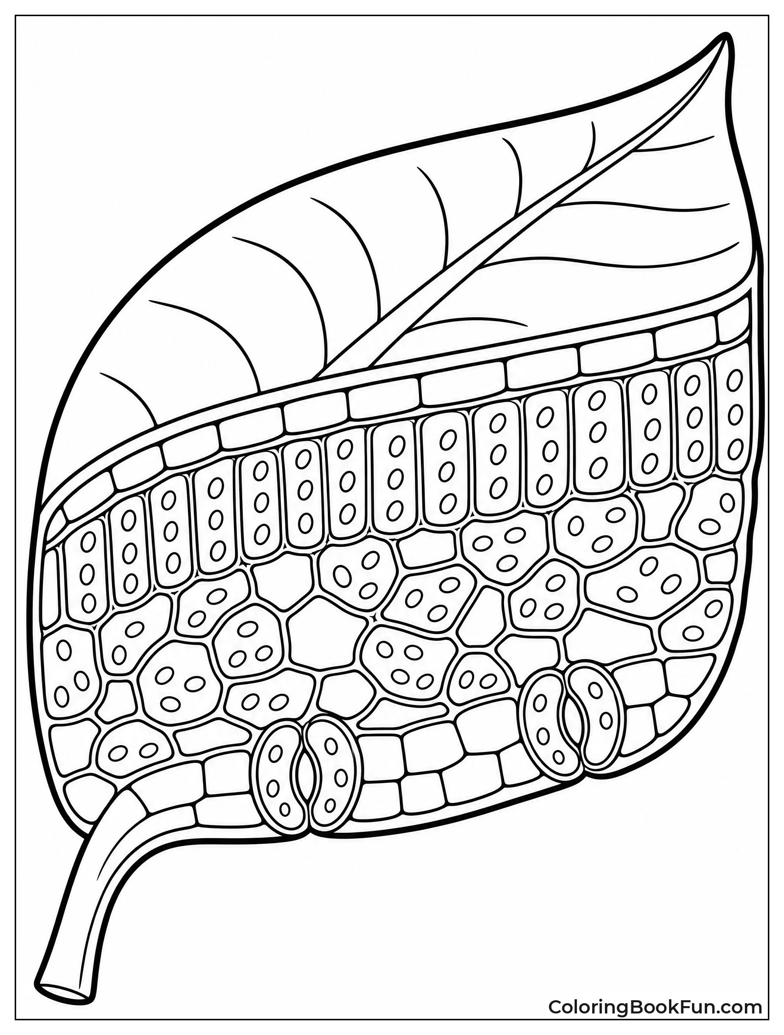 Cells Inside Leaf Look Geometric
