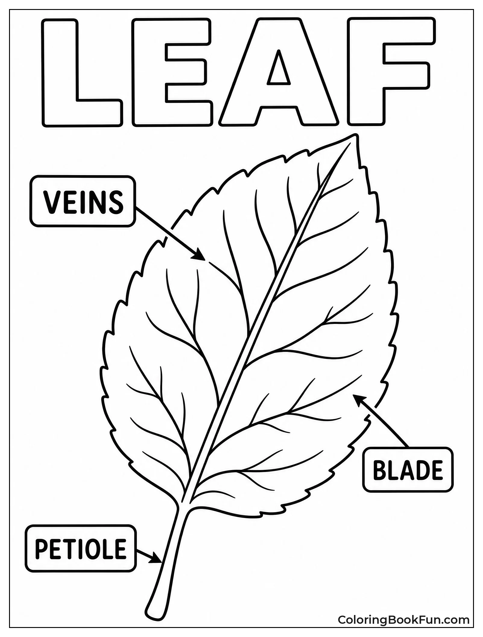 Labeled Parts of a Leaf