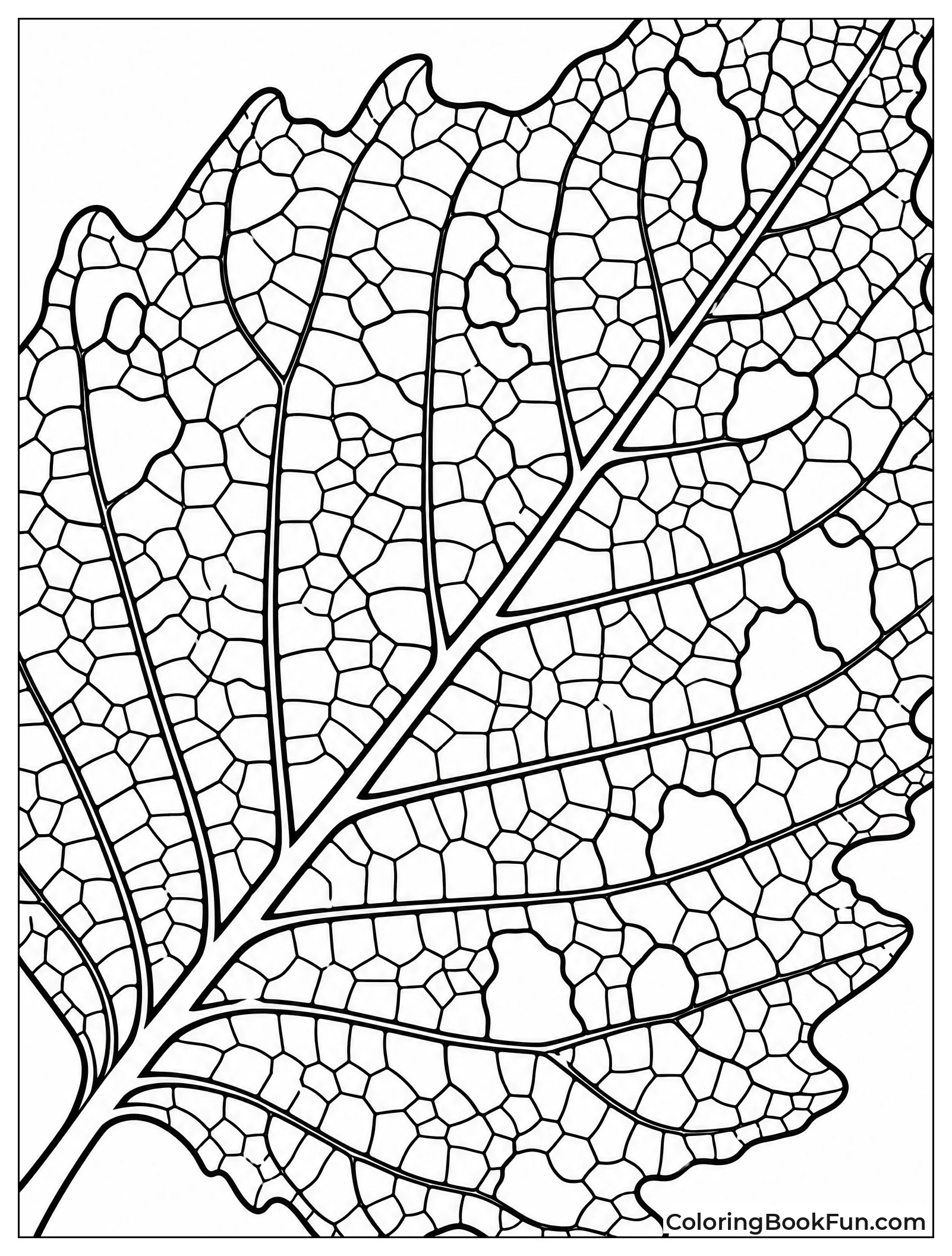 Skeleton Leaf Shows Lacy Veins