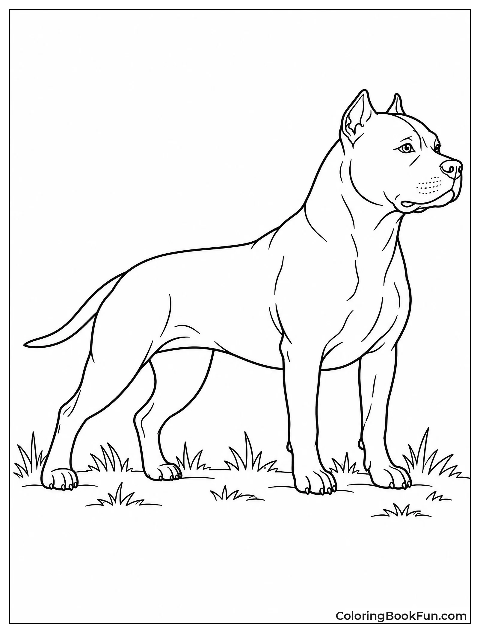 Strong Muscular Pitbull Standing Alert