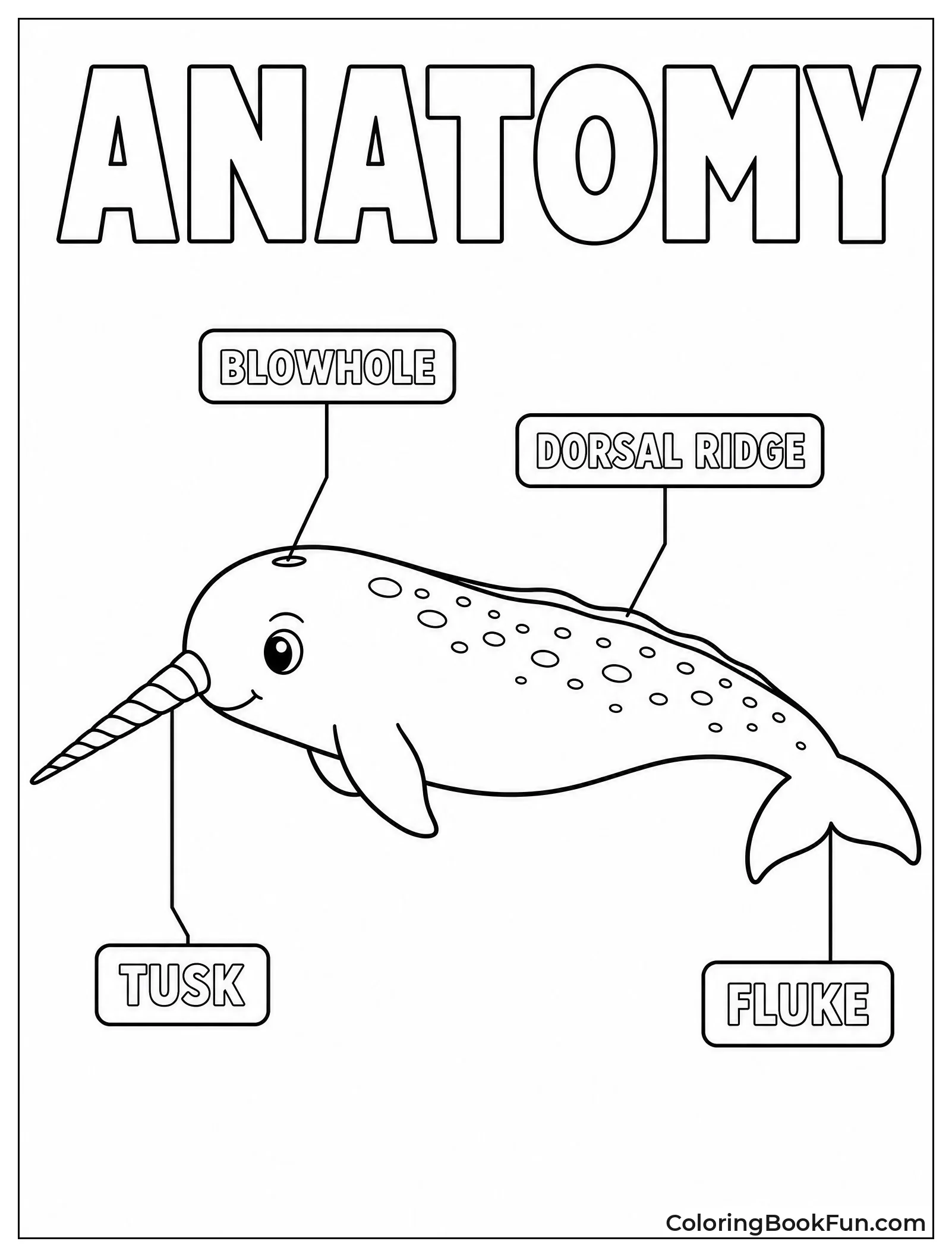 Narwhal Anatomy with Labels