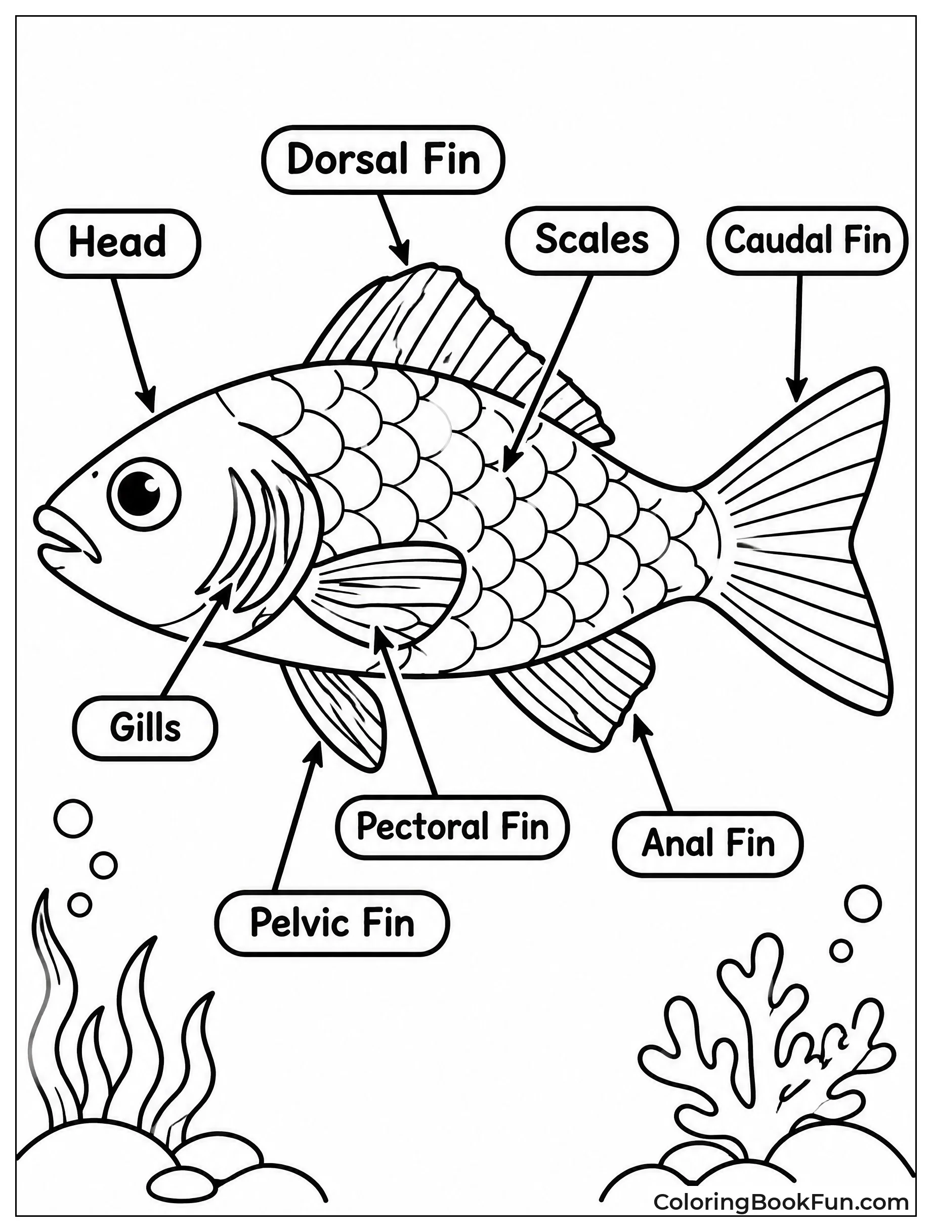 Diagram Labels Fish Body Parts