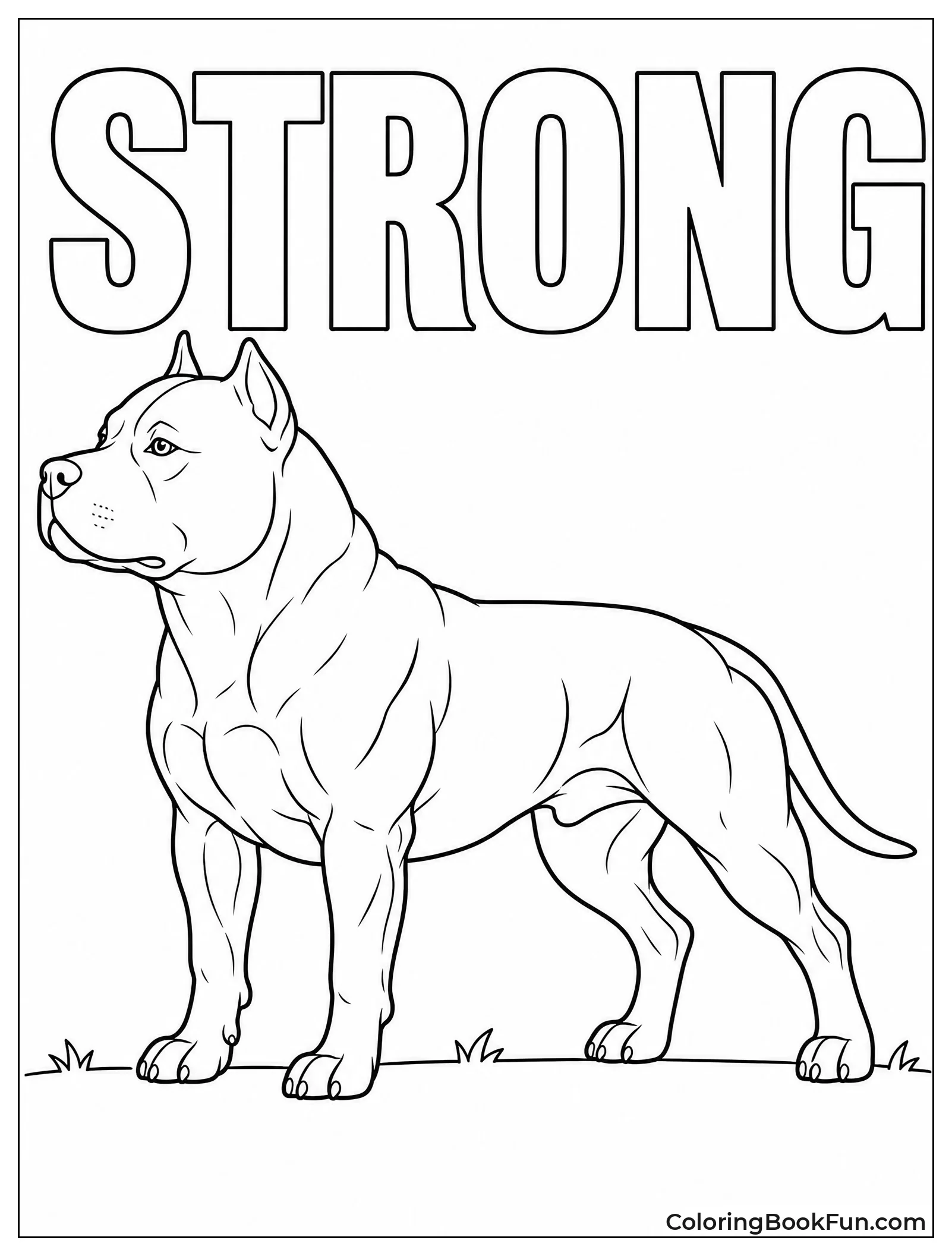 Muscular Pitbull in Stack Pose