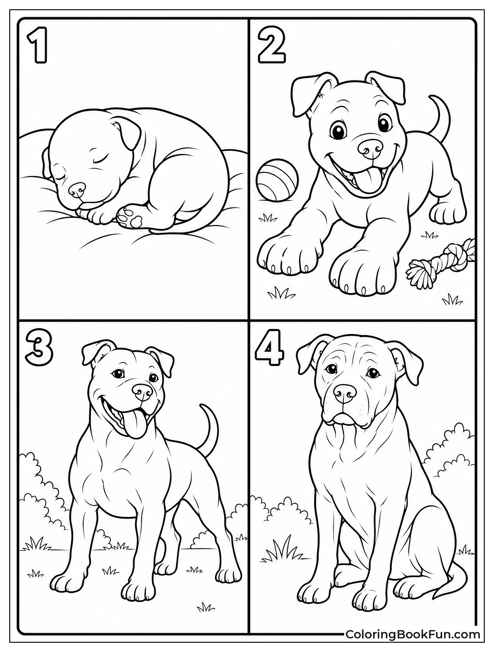 Four Pitbull Growth Stages