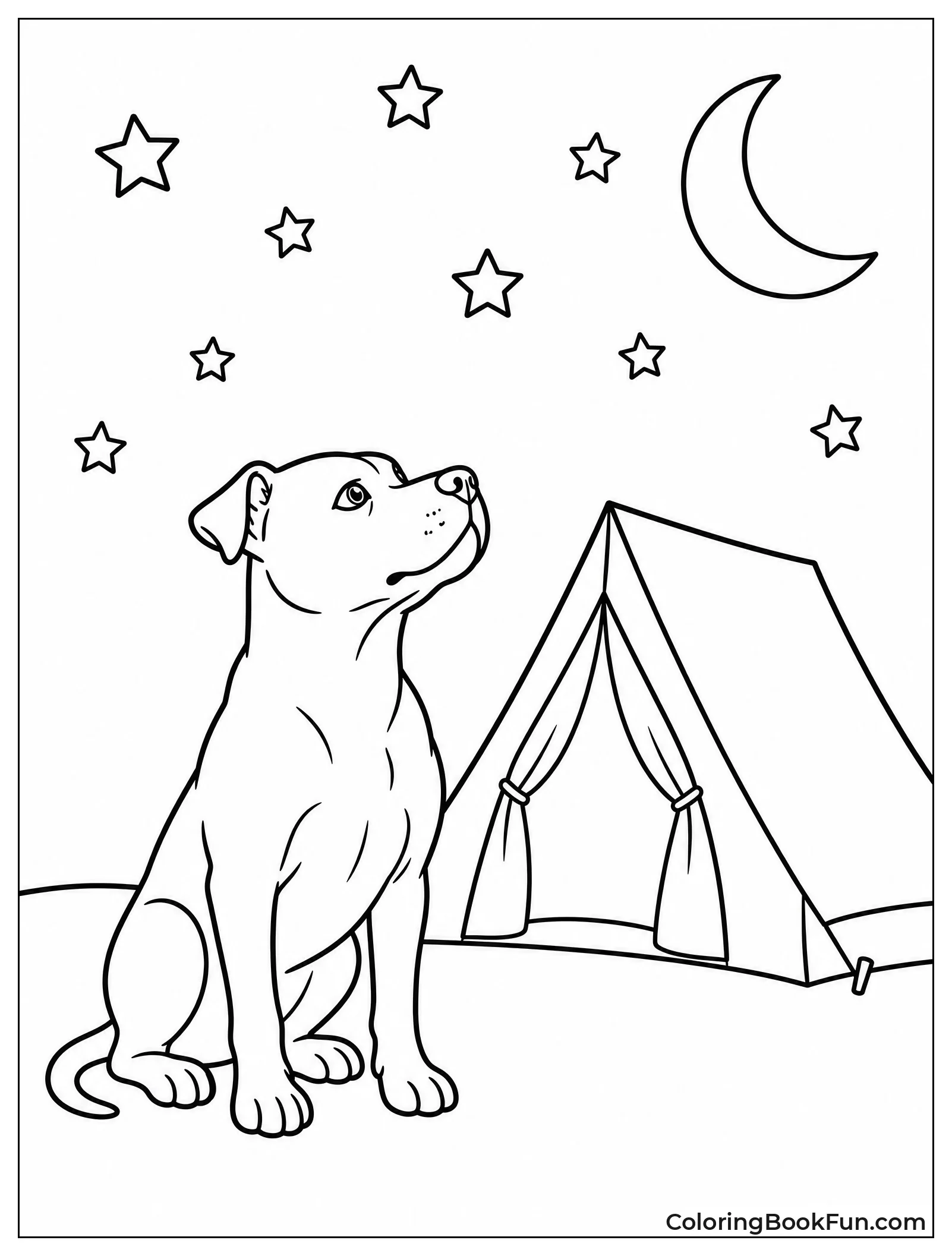 Pitbull Looking at Stars