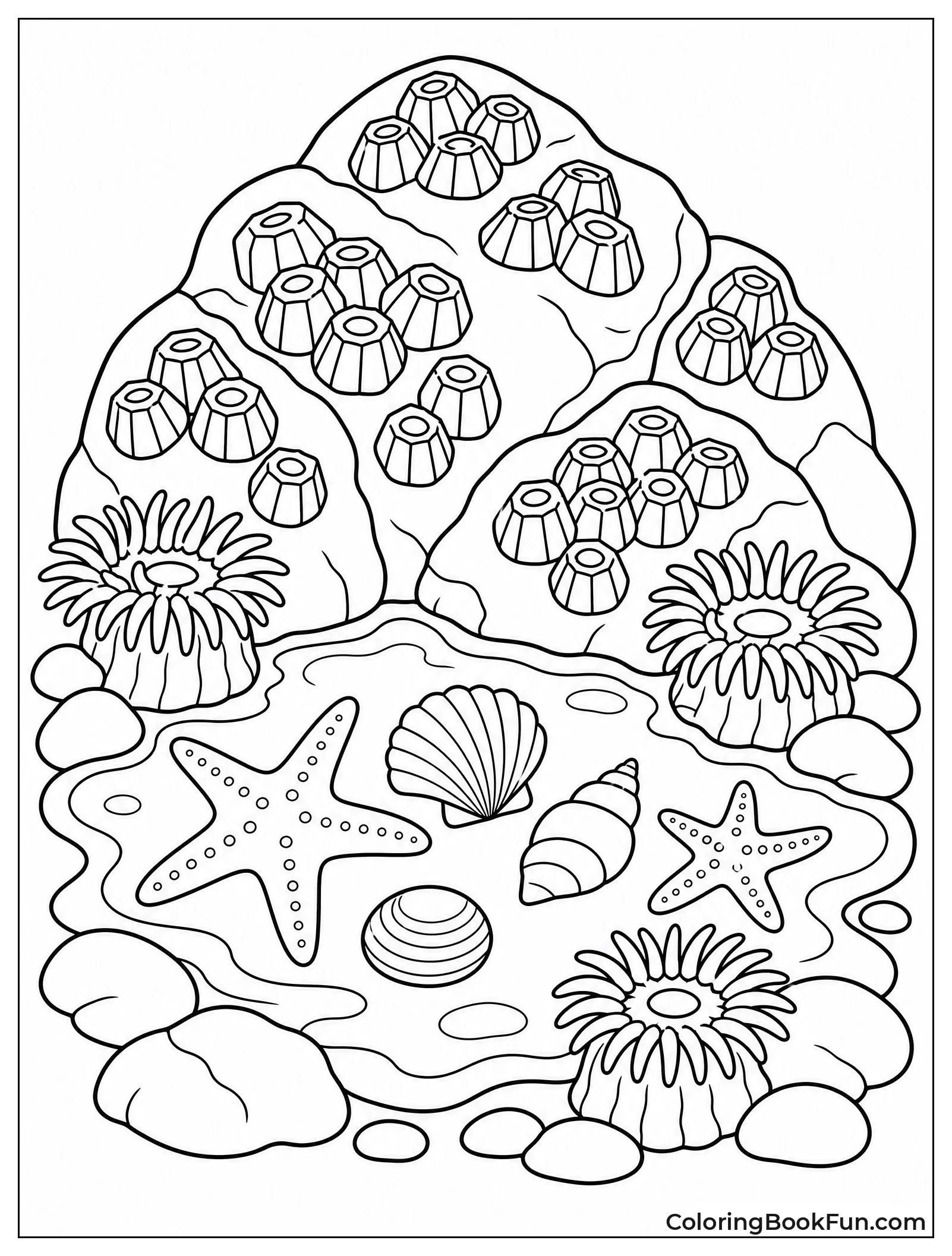 Rocks with Starfish in Tide Pool