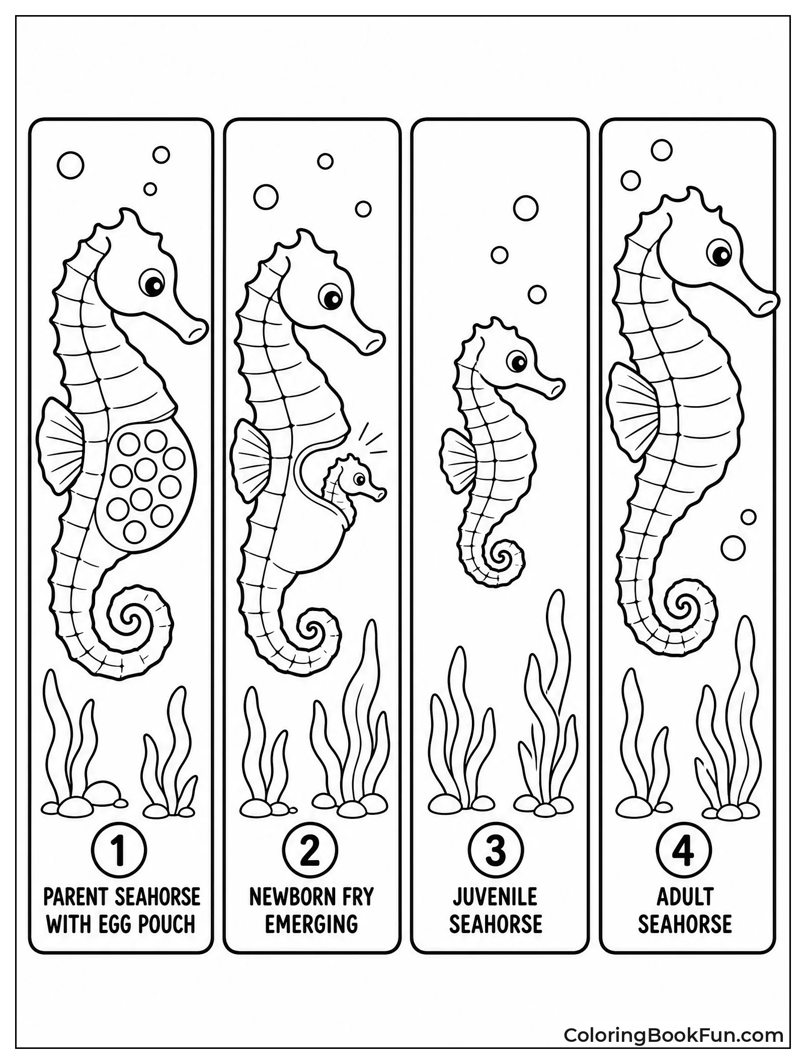 Seahorse Life Cycle in Panels