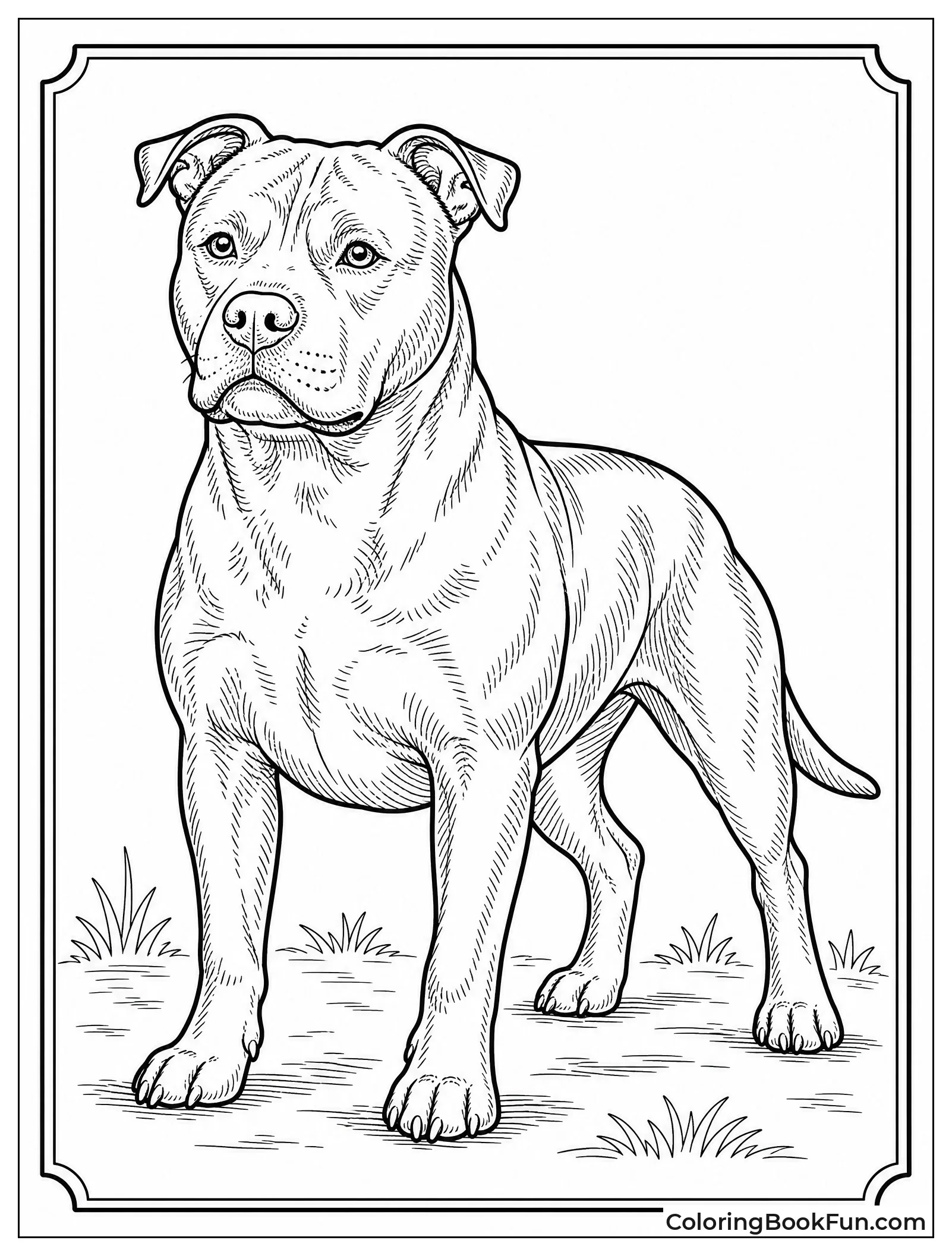 Vintage Sketch of Pitbull