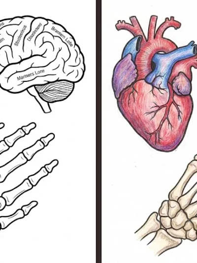 Anatomy coloring pages