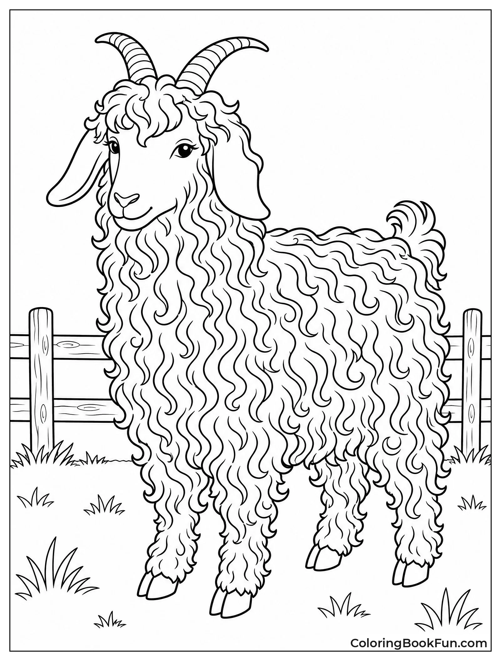 Angora Goat With Curly Fur