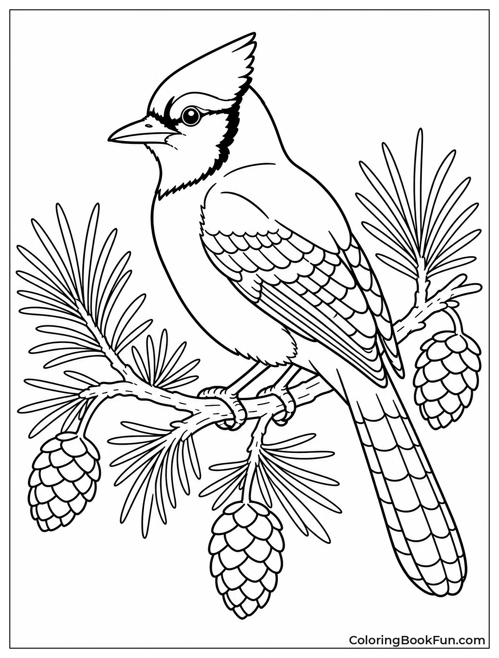 Blue Jay Perched on Pine Branch