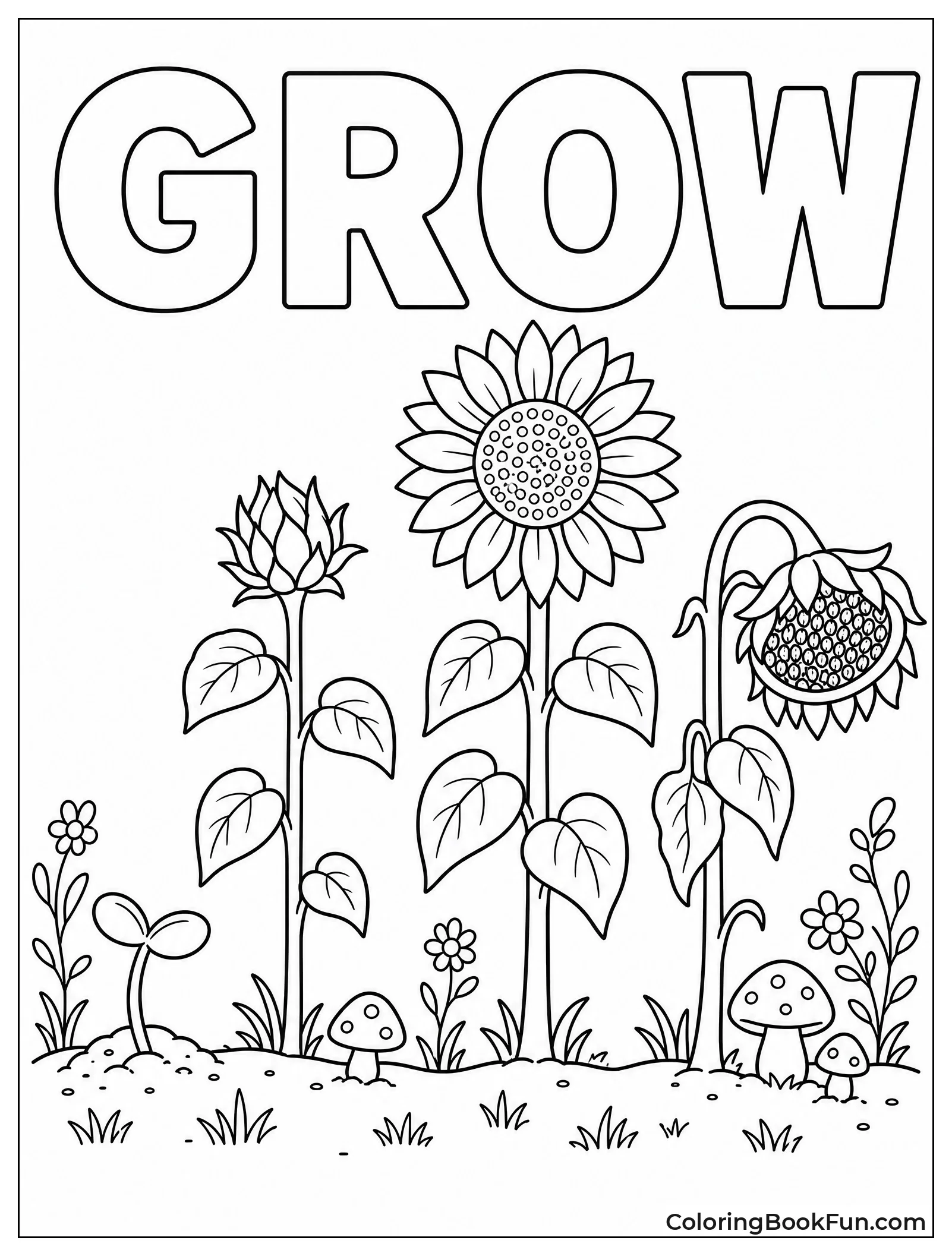 Sunflowers Growing through Four Stages