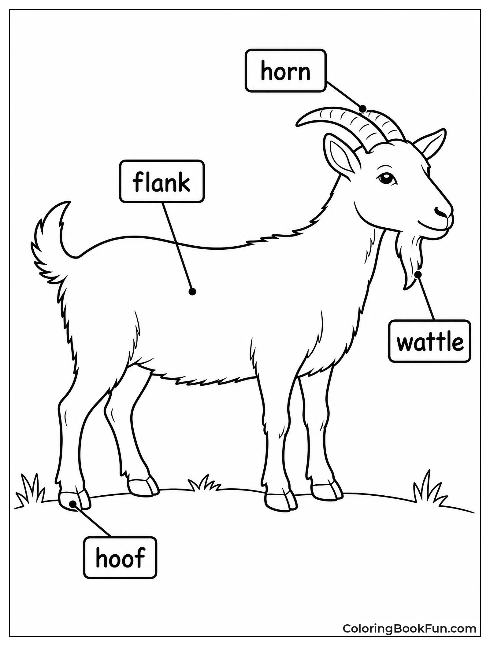 Labeled Goat Anatomy Diagram