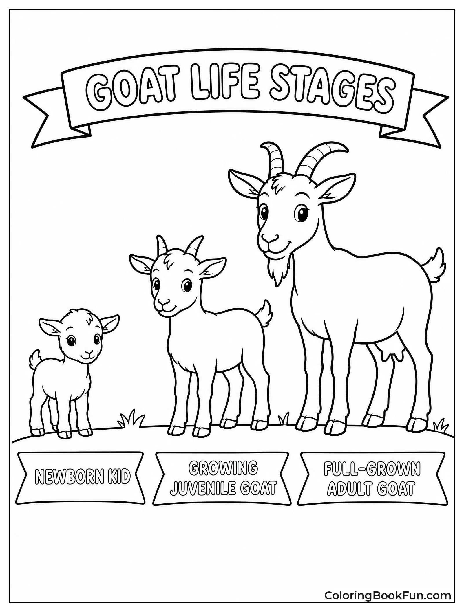 Goat Life Cycle Stages Shown