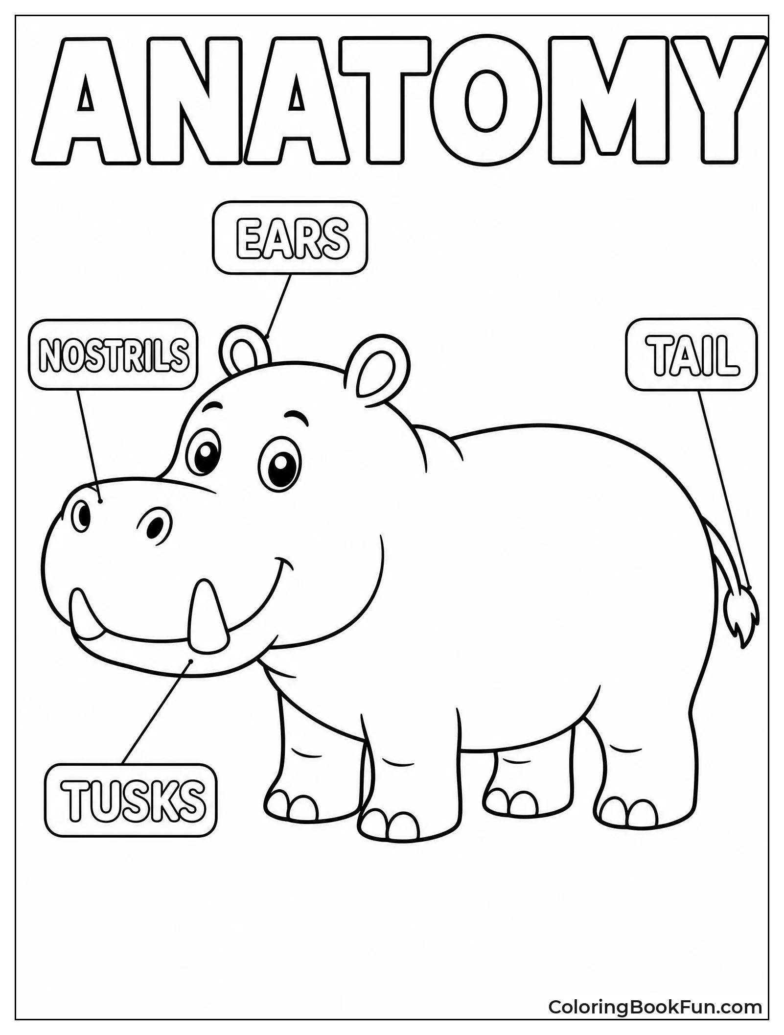 Hippo Anatomy Diagram with Labels