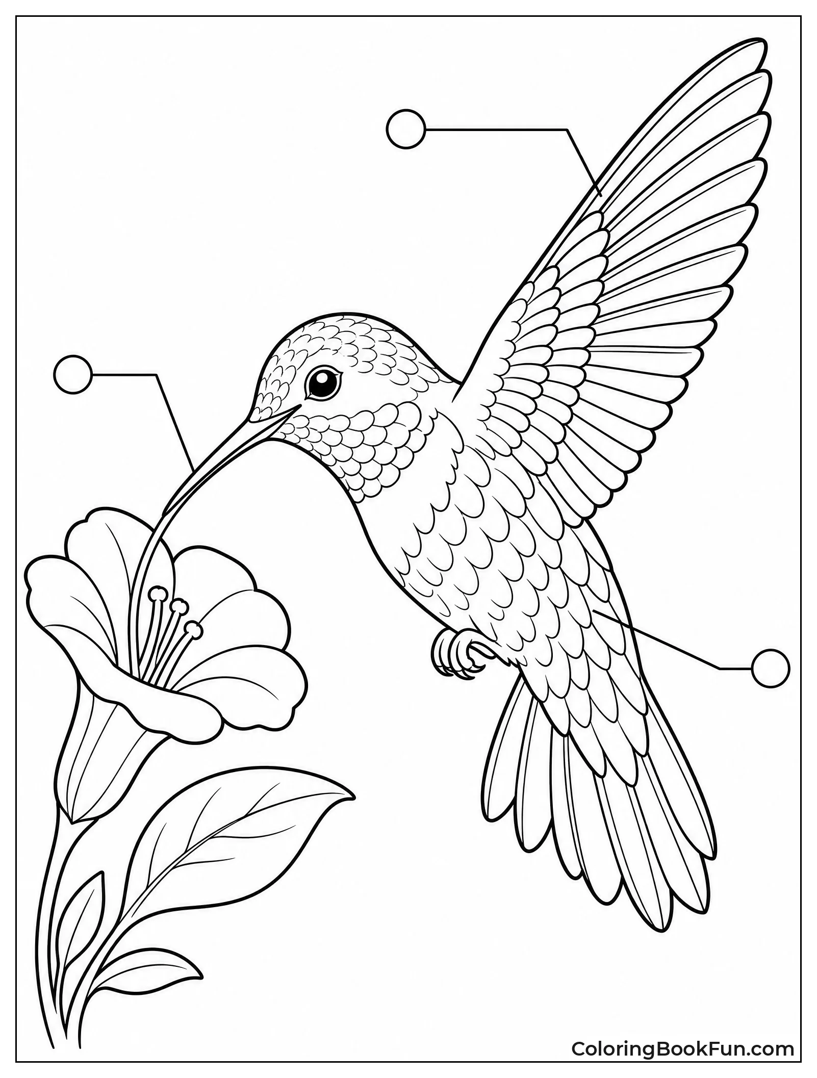 Hummingbird Anatomy With Wing Details