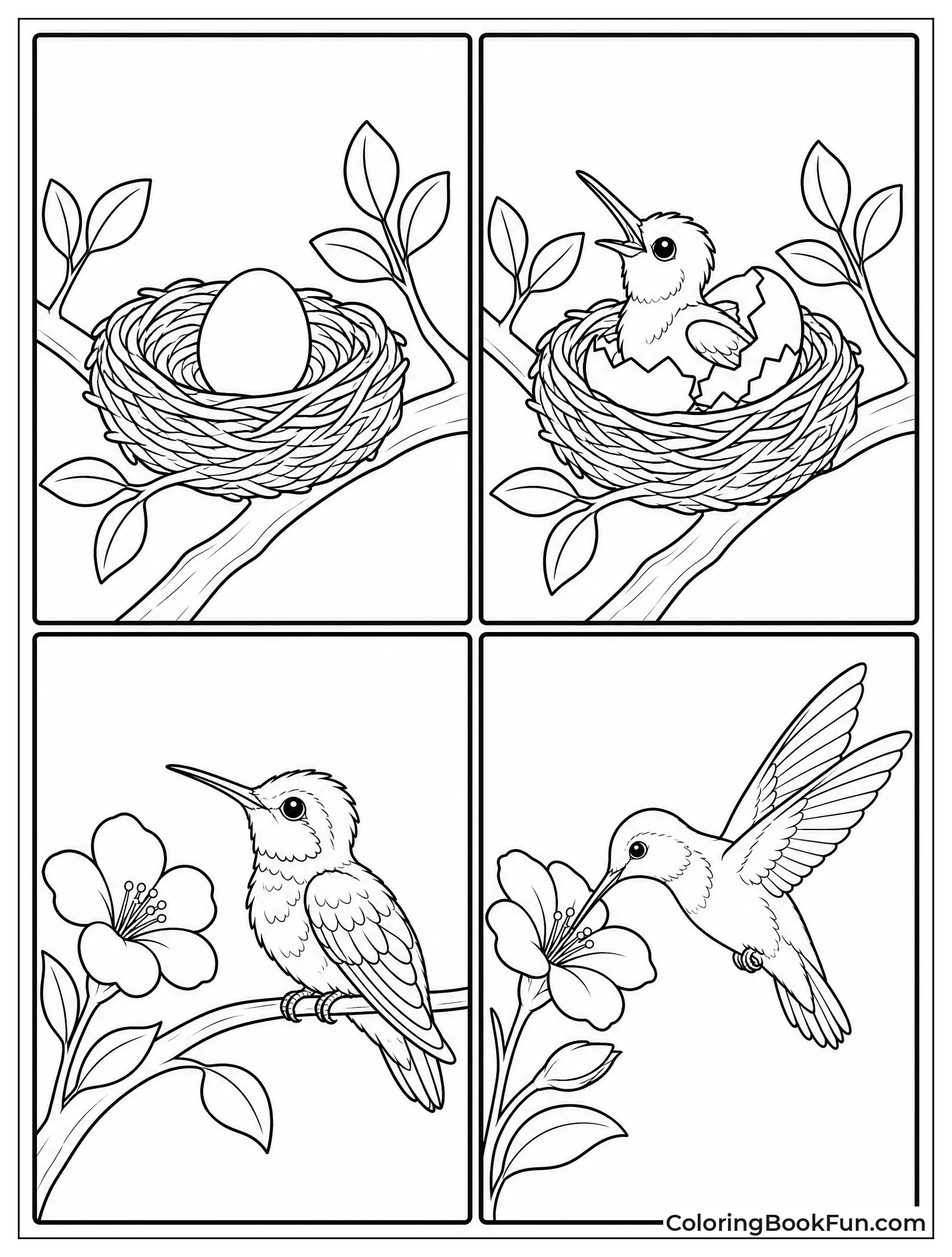 Four Panels of Hummingbird Life