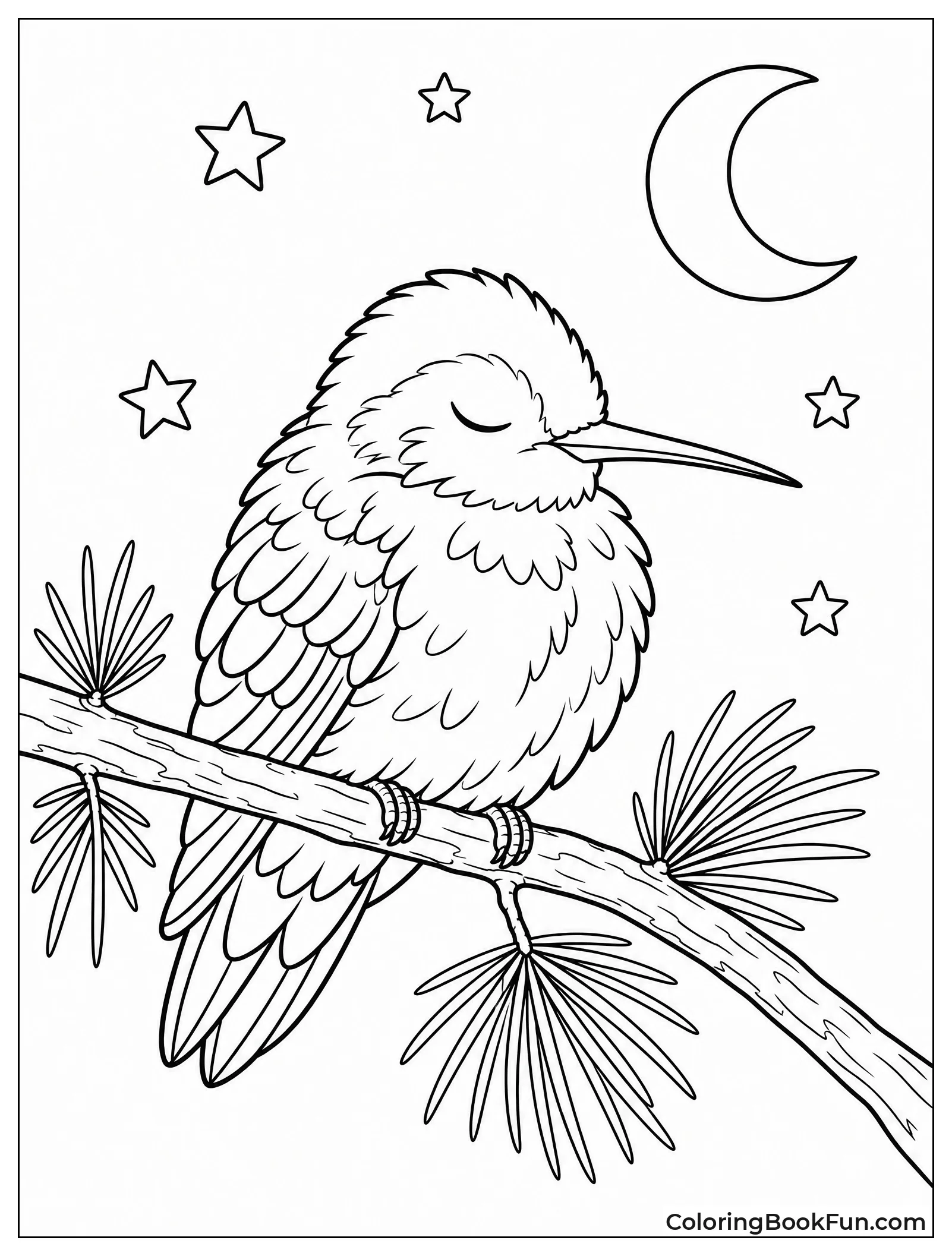 Hummingbird Sleeping on Pine Branch