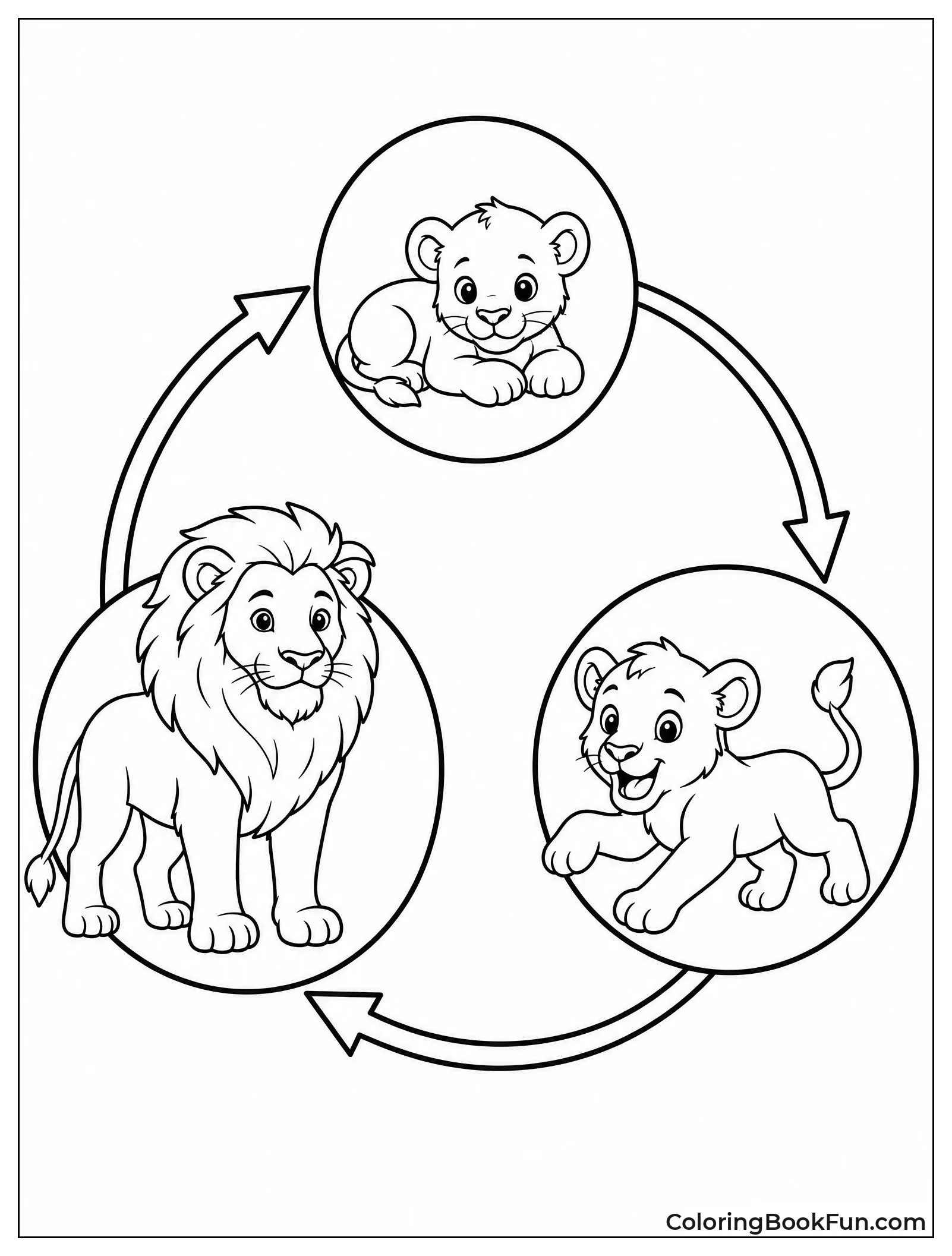 Lion Life Cycle Stages Diagram