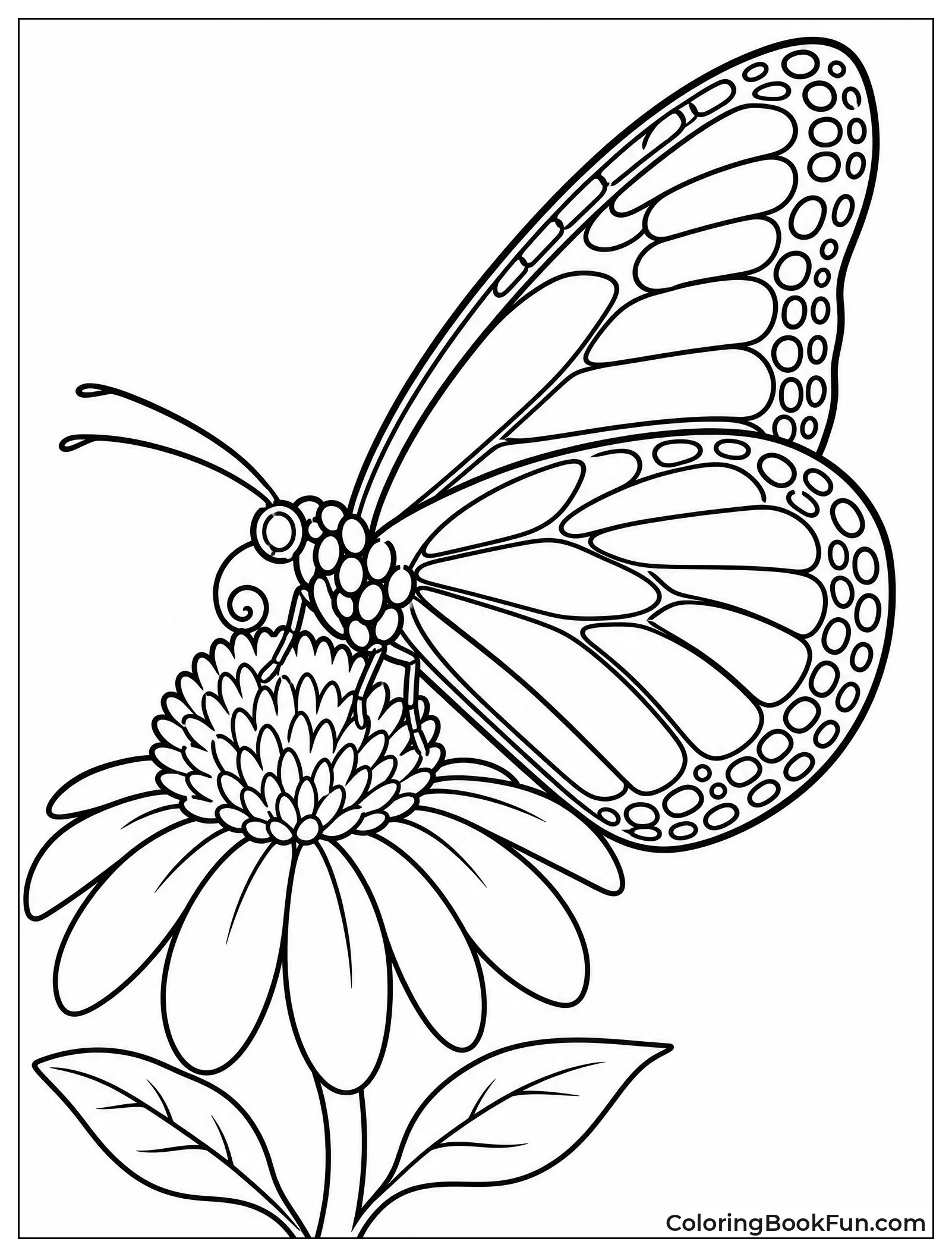 Monarch Butterfly on a Flower