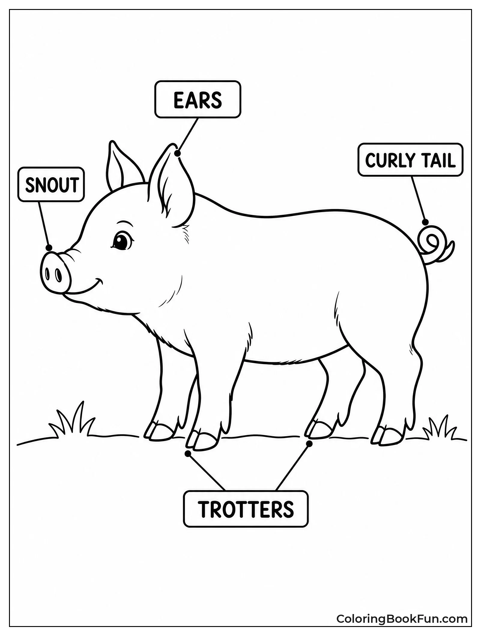 Labeled Piglet Anatomy View