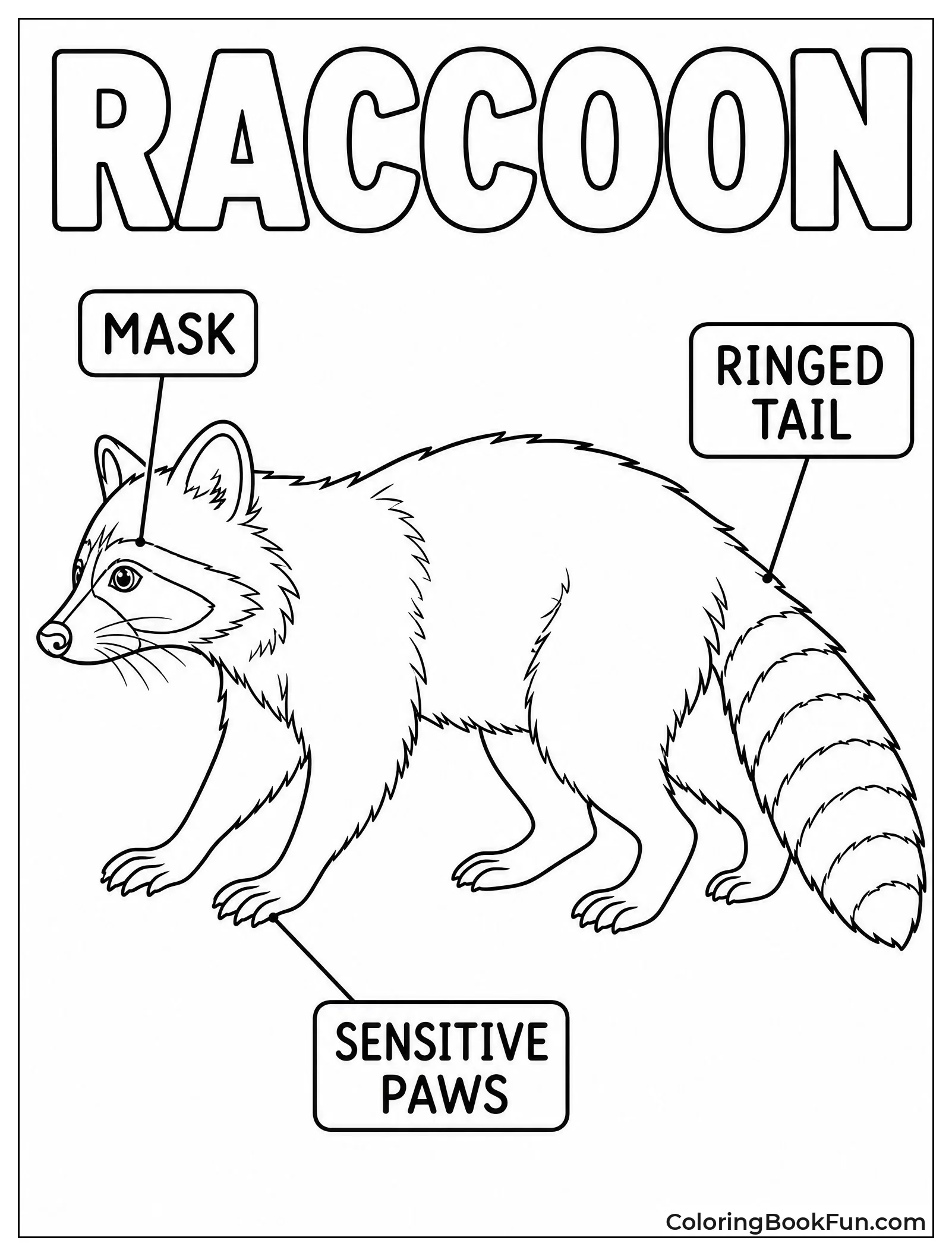 Labeled Raccoon Anatomy Guide