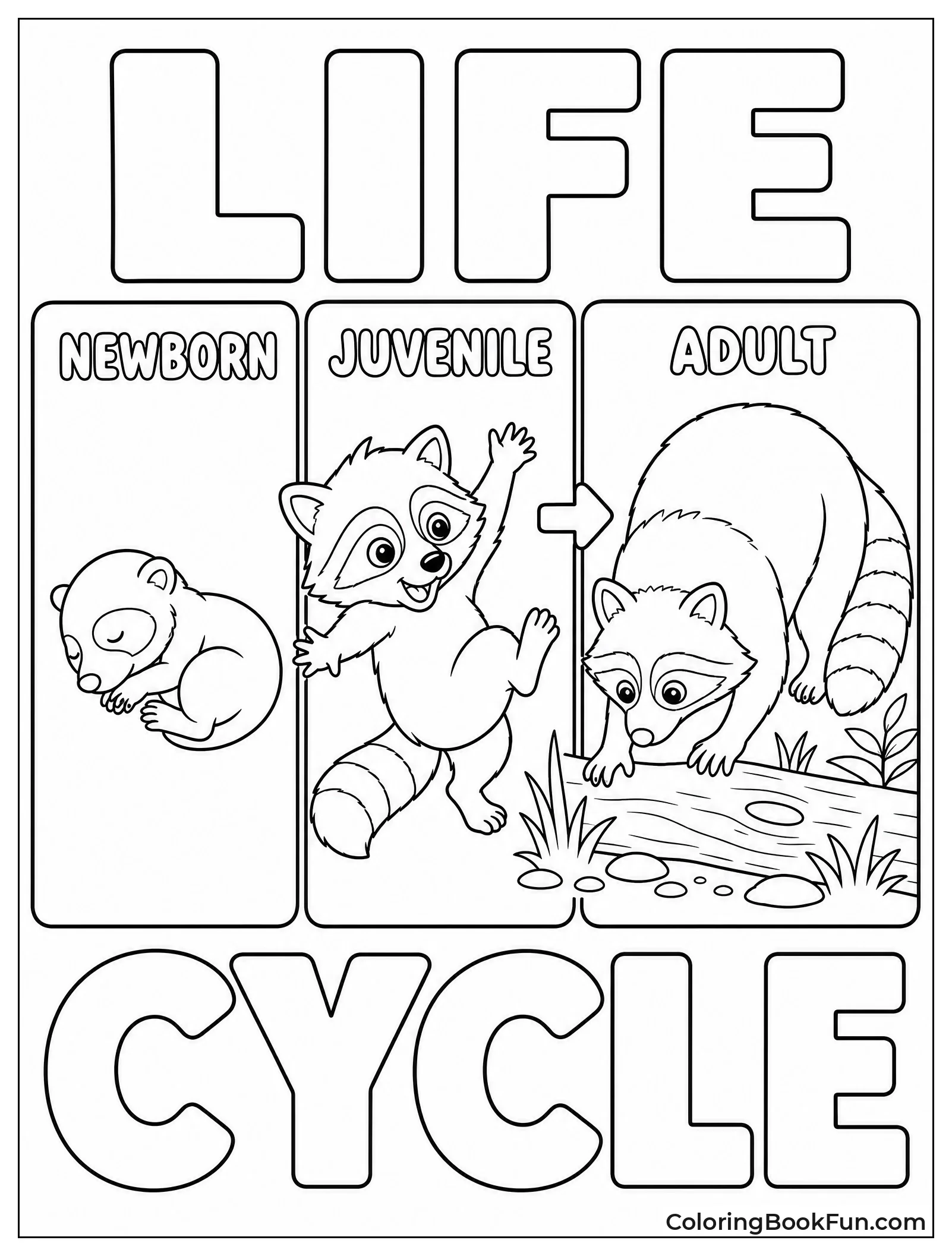 Three Stages of Raccoon Life