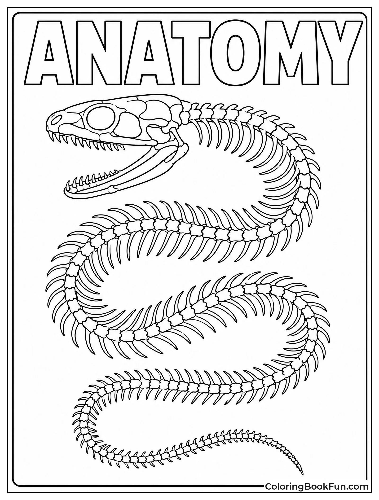 Snake Skeleton Shows Many Ribs