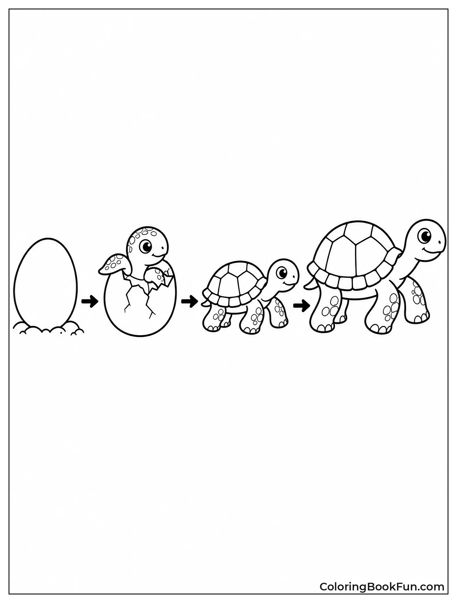 Turtle Grows Through Life Stages
