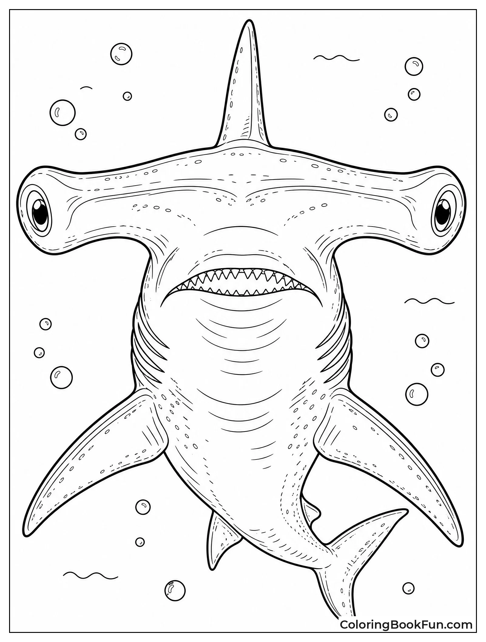 Hammerhead Shark Close Up Face