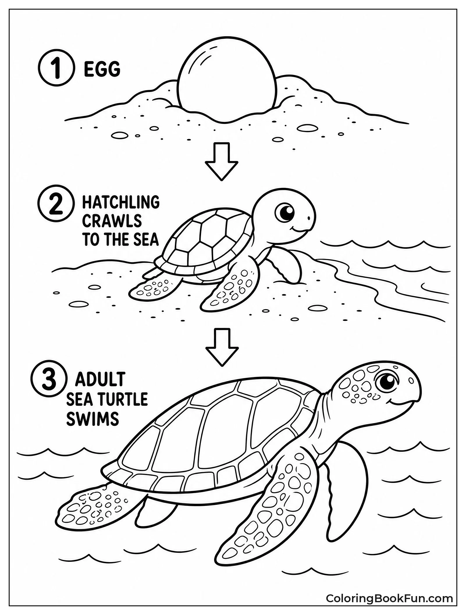Sea Turtle Life Cycle Stages