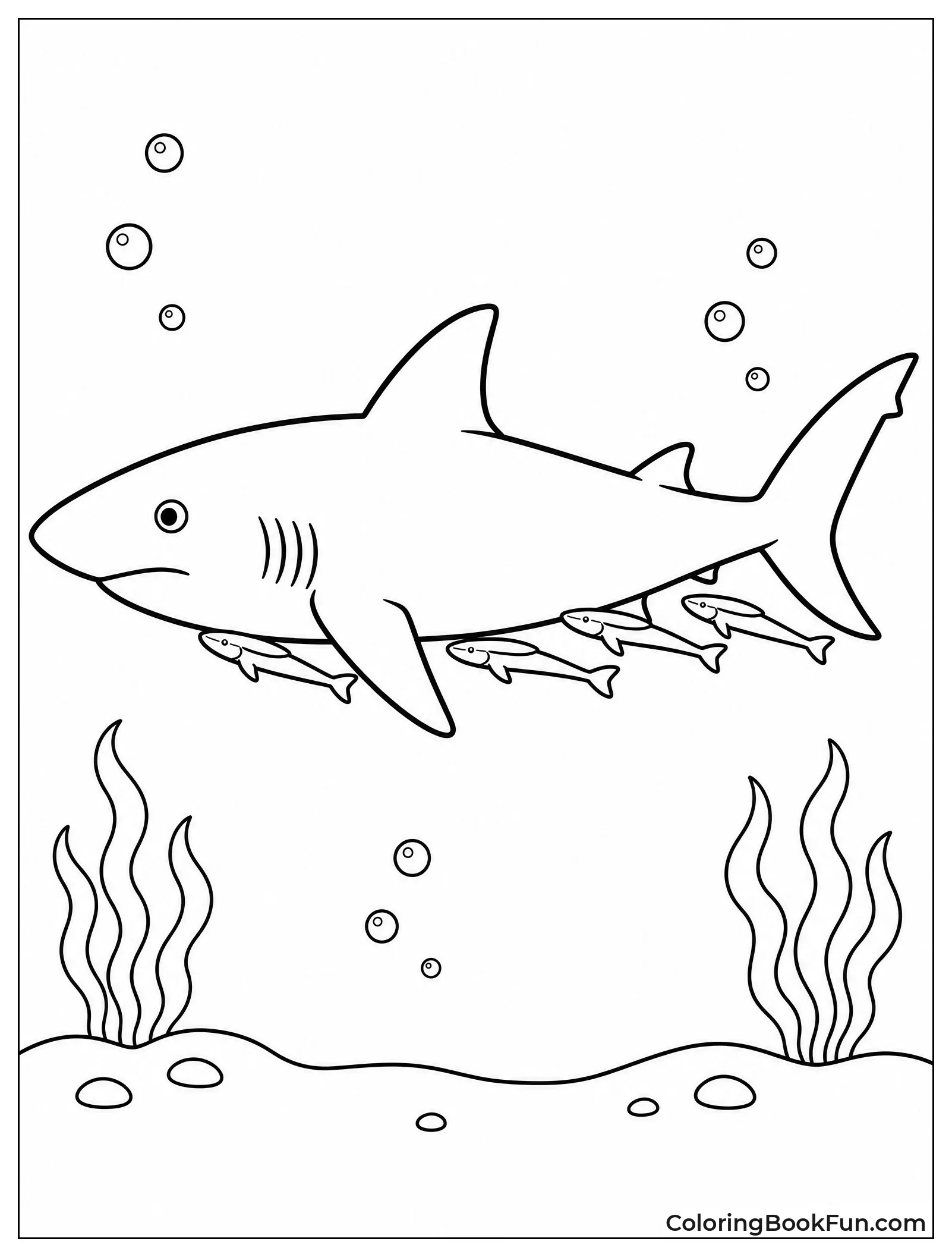 Shark with Remora Fish Friends