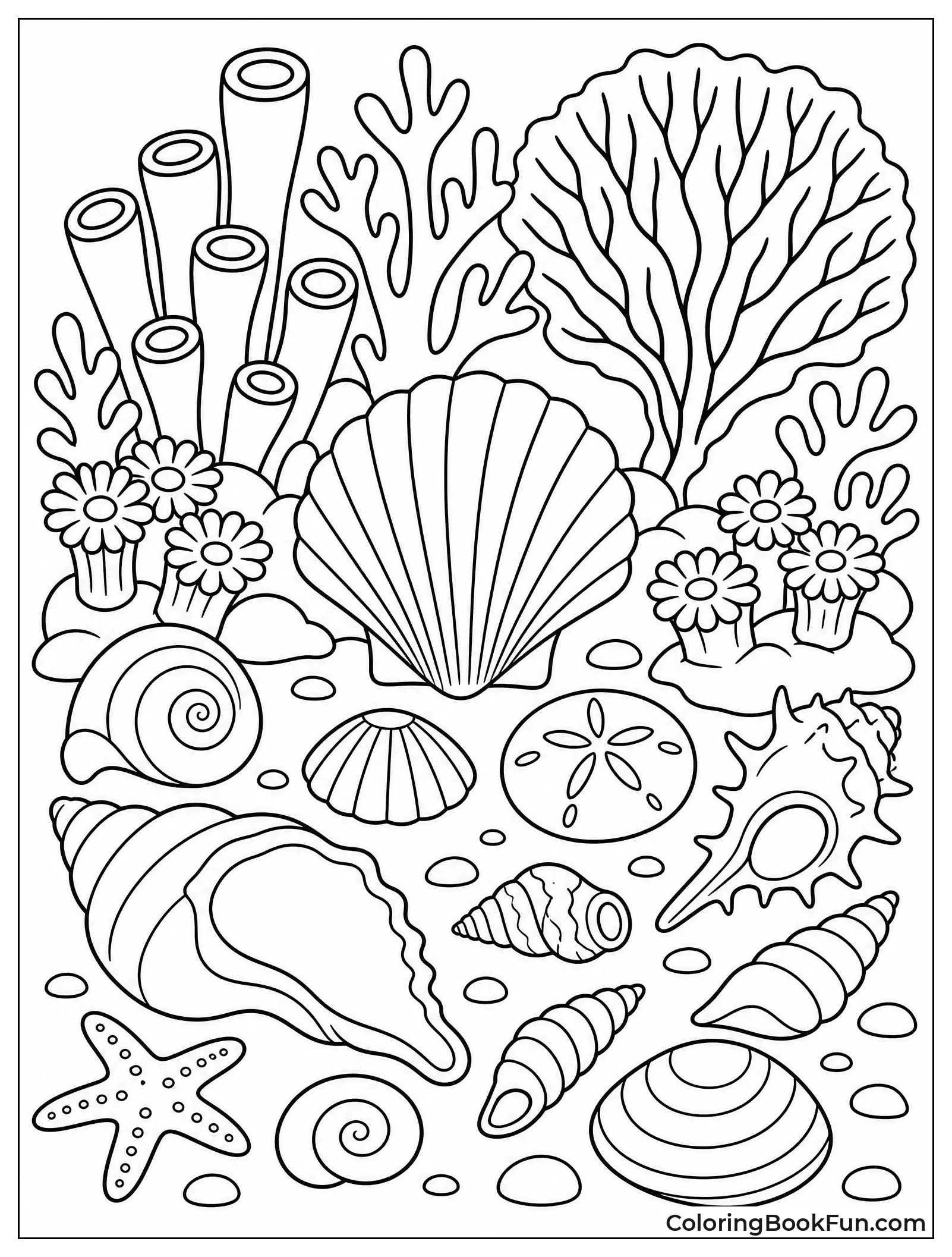 Shells Resting on Coral Reef
