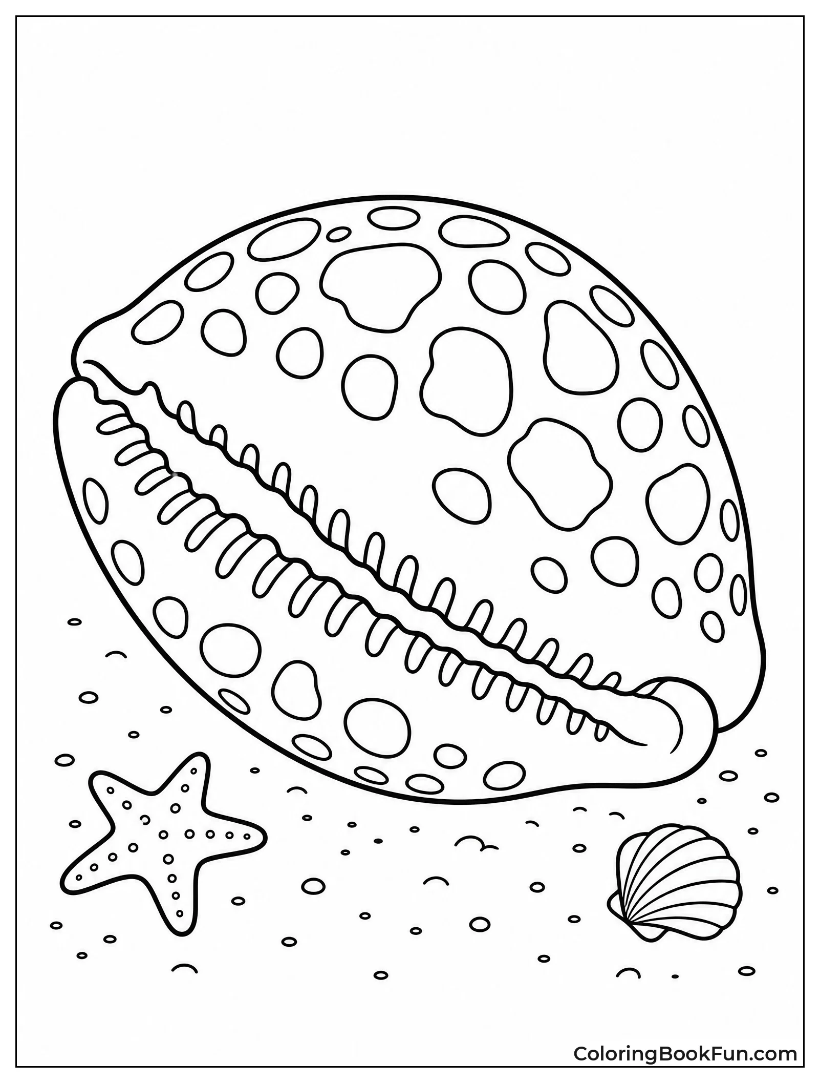 Spotted Cowrie Shell Up Close