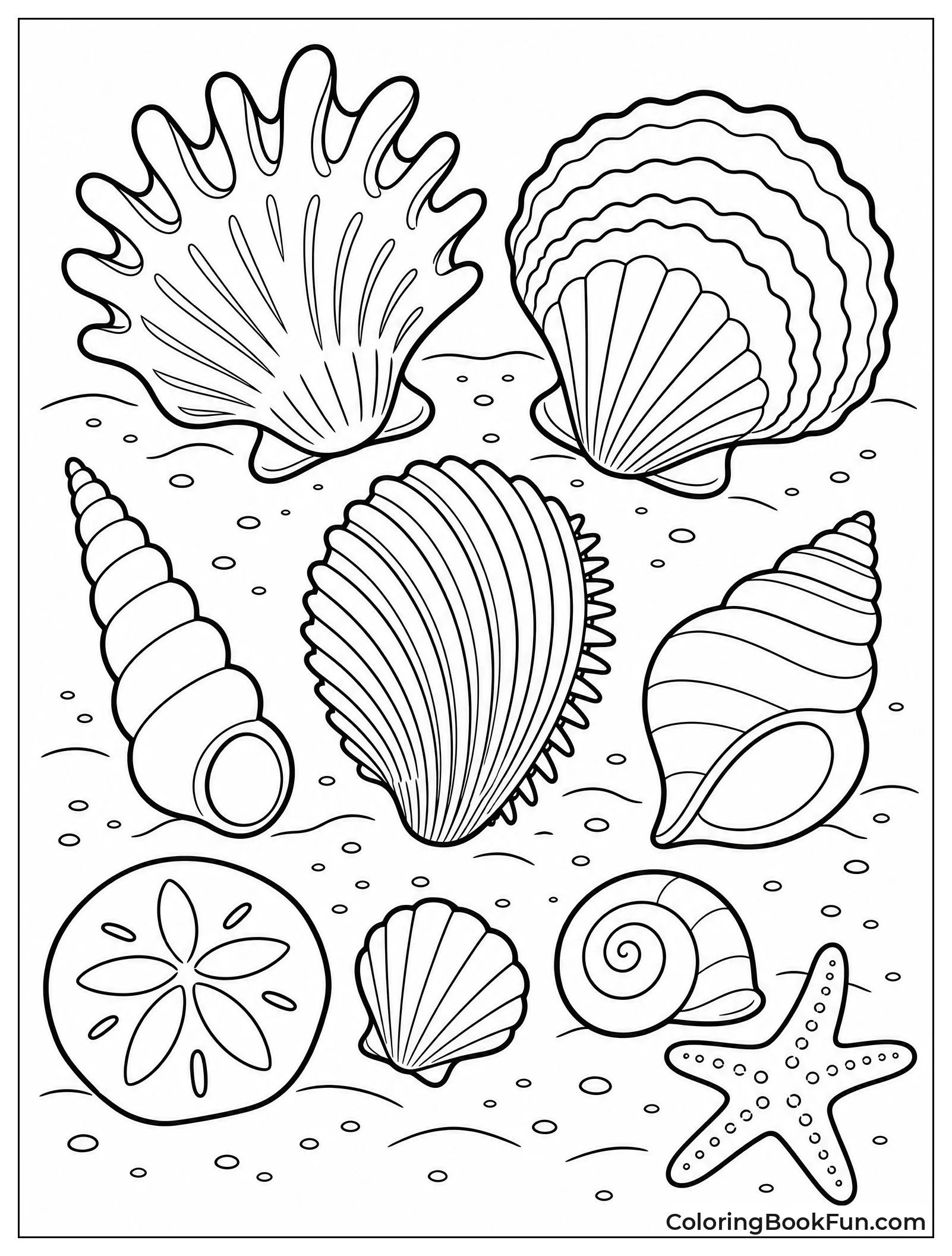 Shells from Oceans Around World