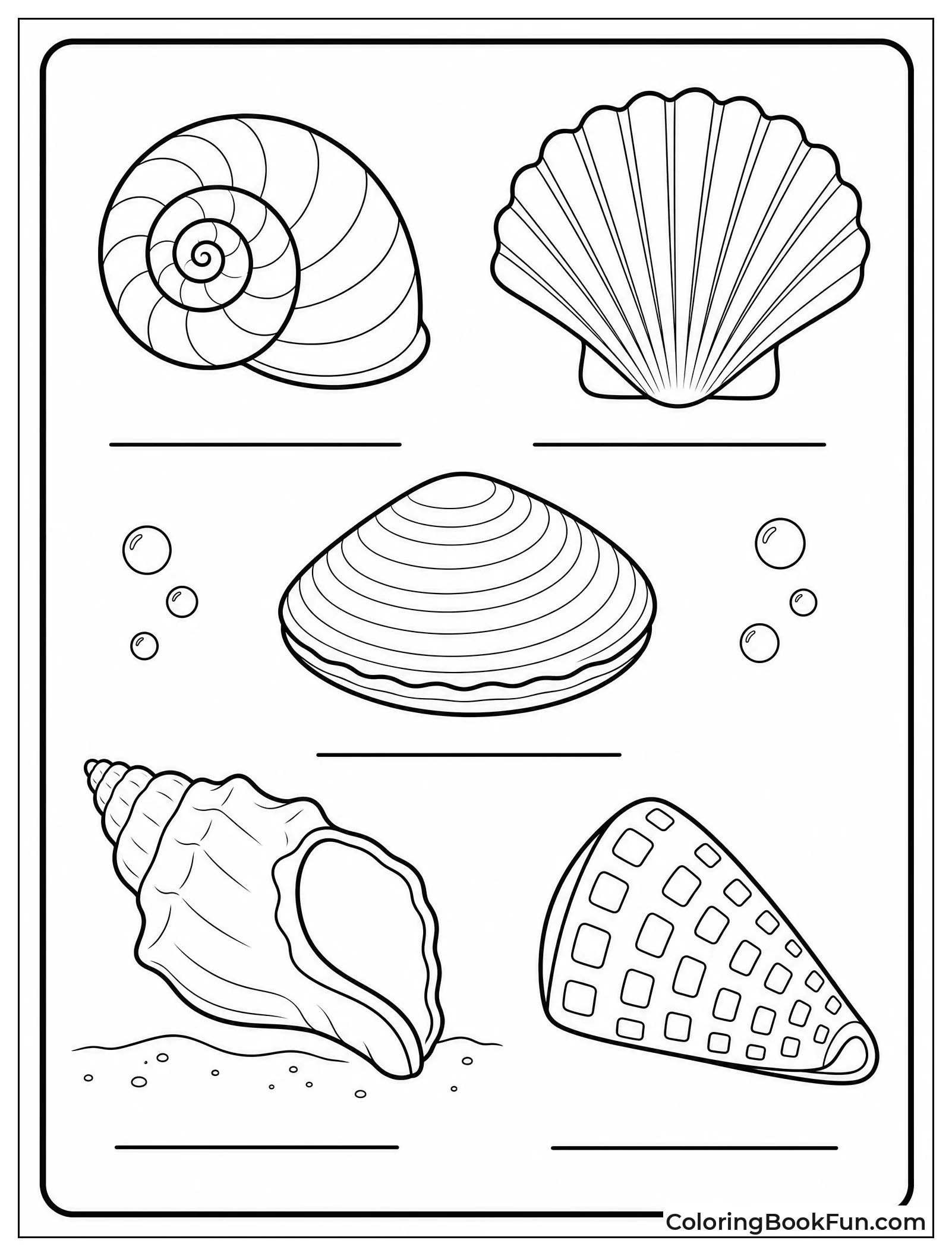 Diagram of Common Shell Types