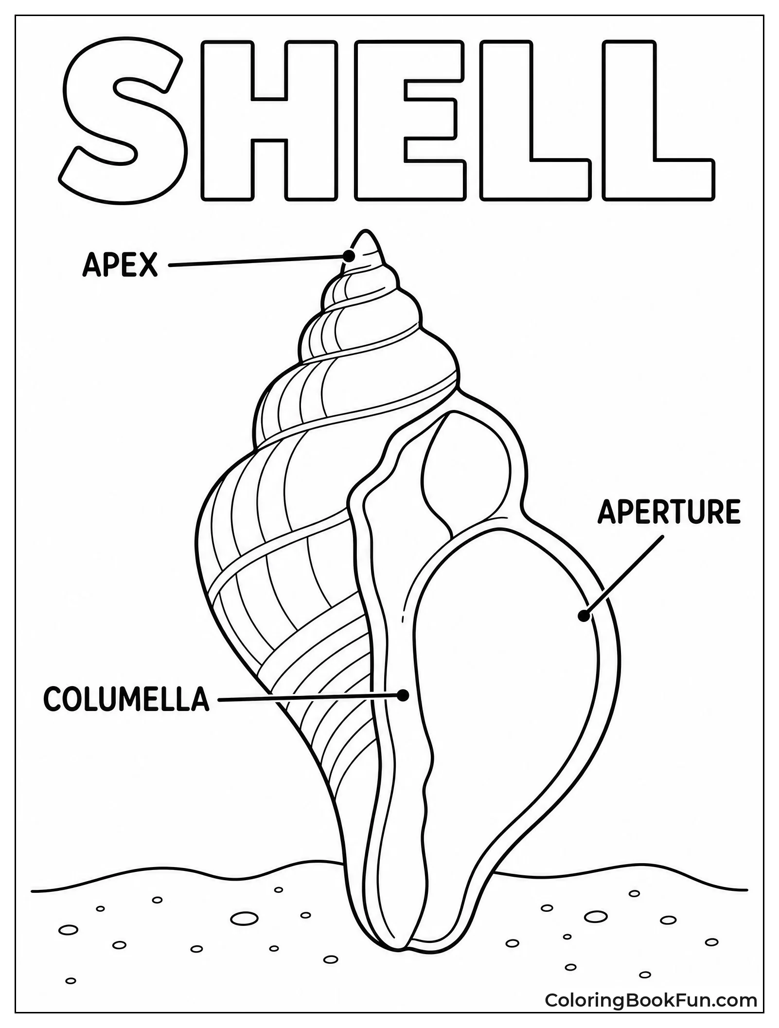 Shell Anatomy with Labels