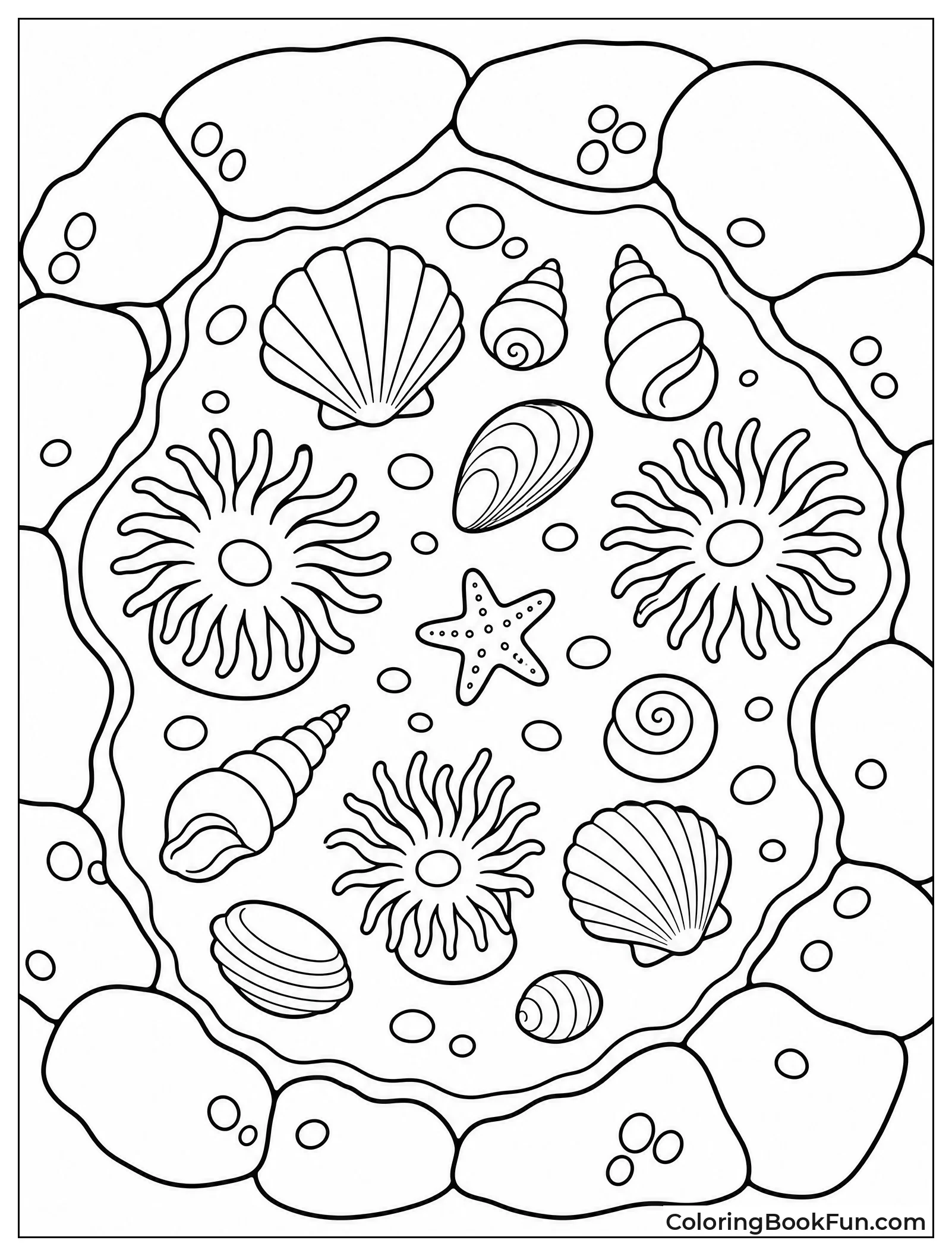 Tide Pool Full of Shells