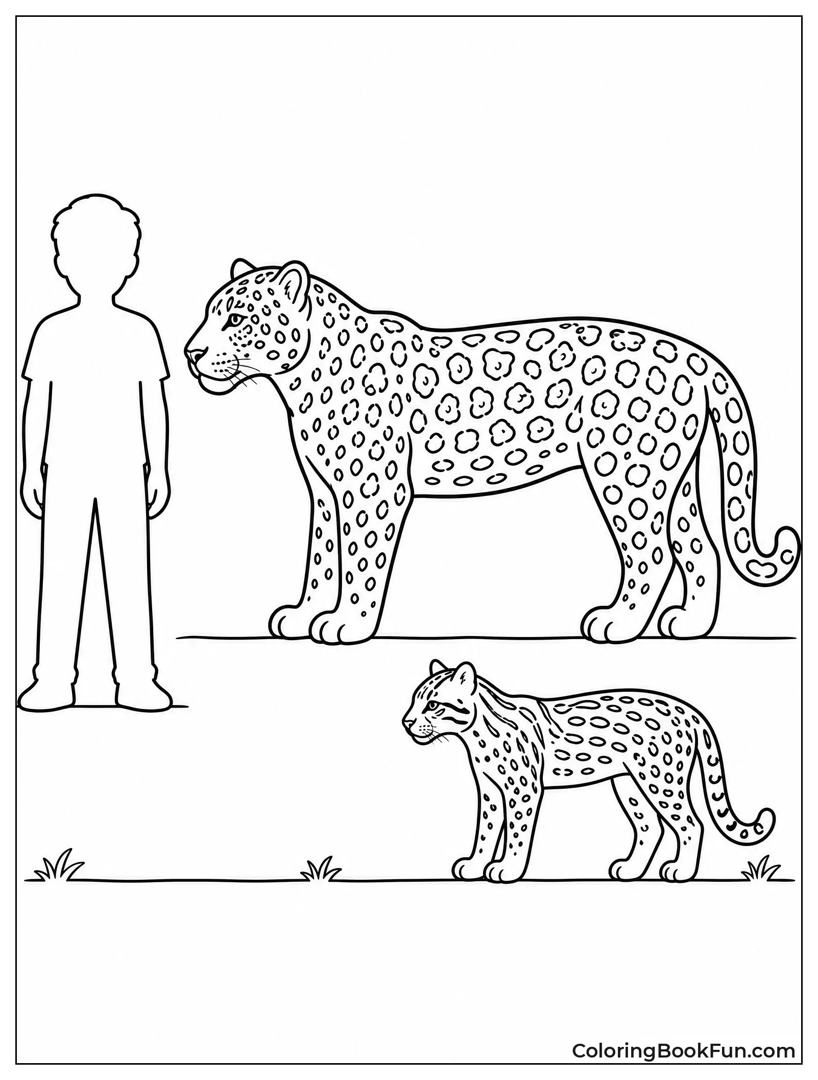 Jaguar Next to Human and Ocelot