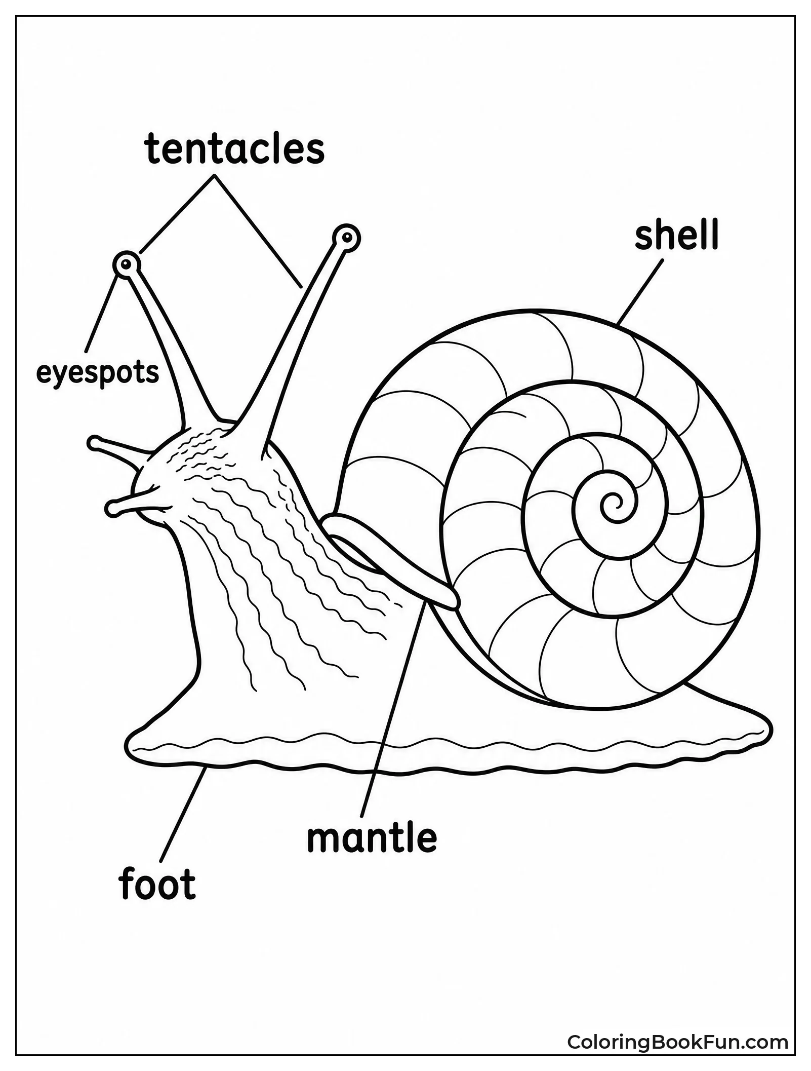Snail Anatomy Shows Body Parts