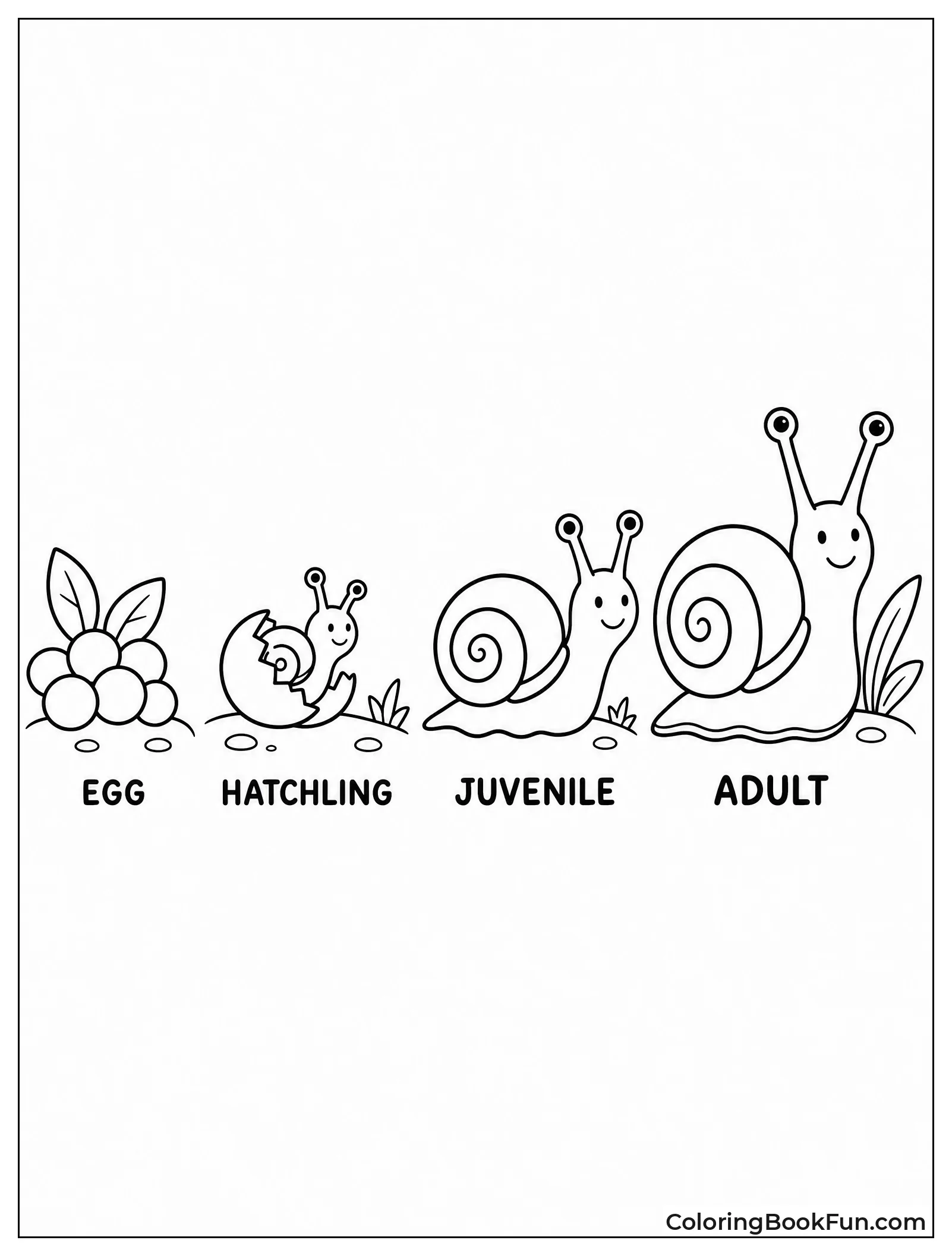 Snail Life Cycle Shows Stages
