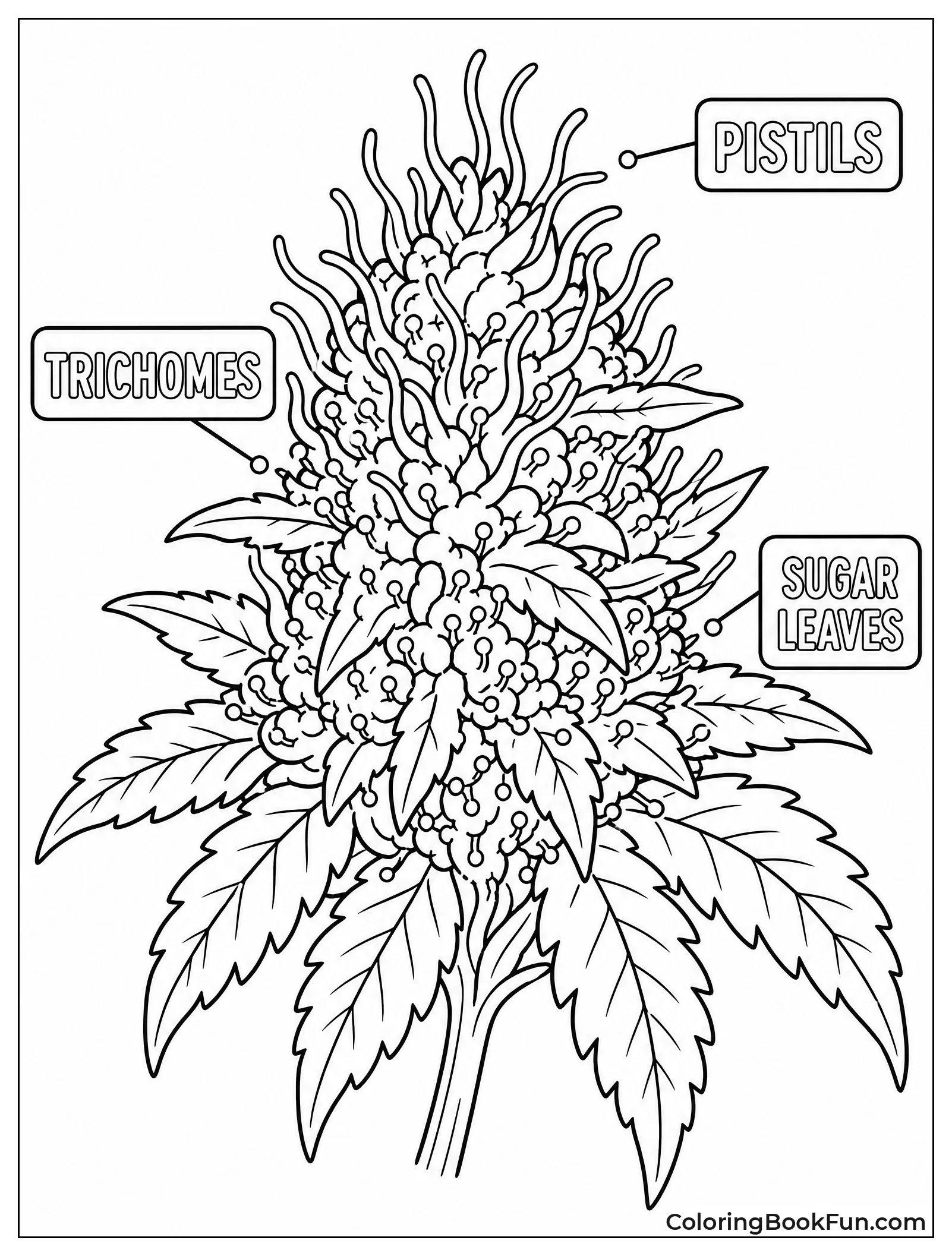 Labeled Parts of a Bud