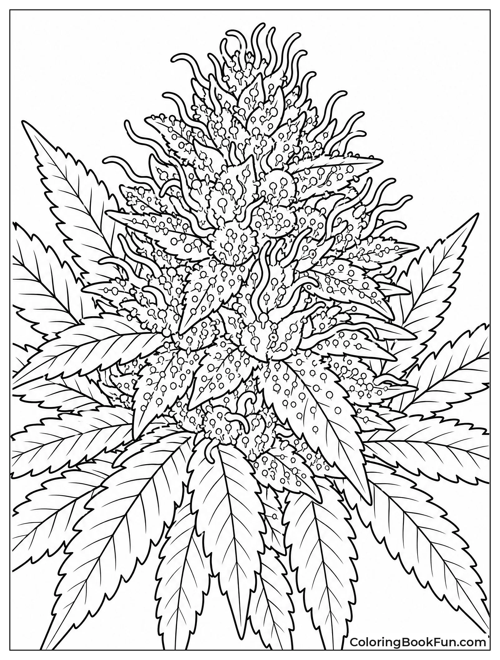 Close Up of Cannabis Bud