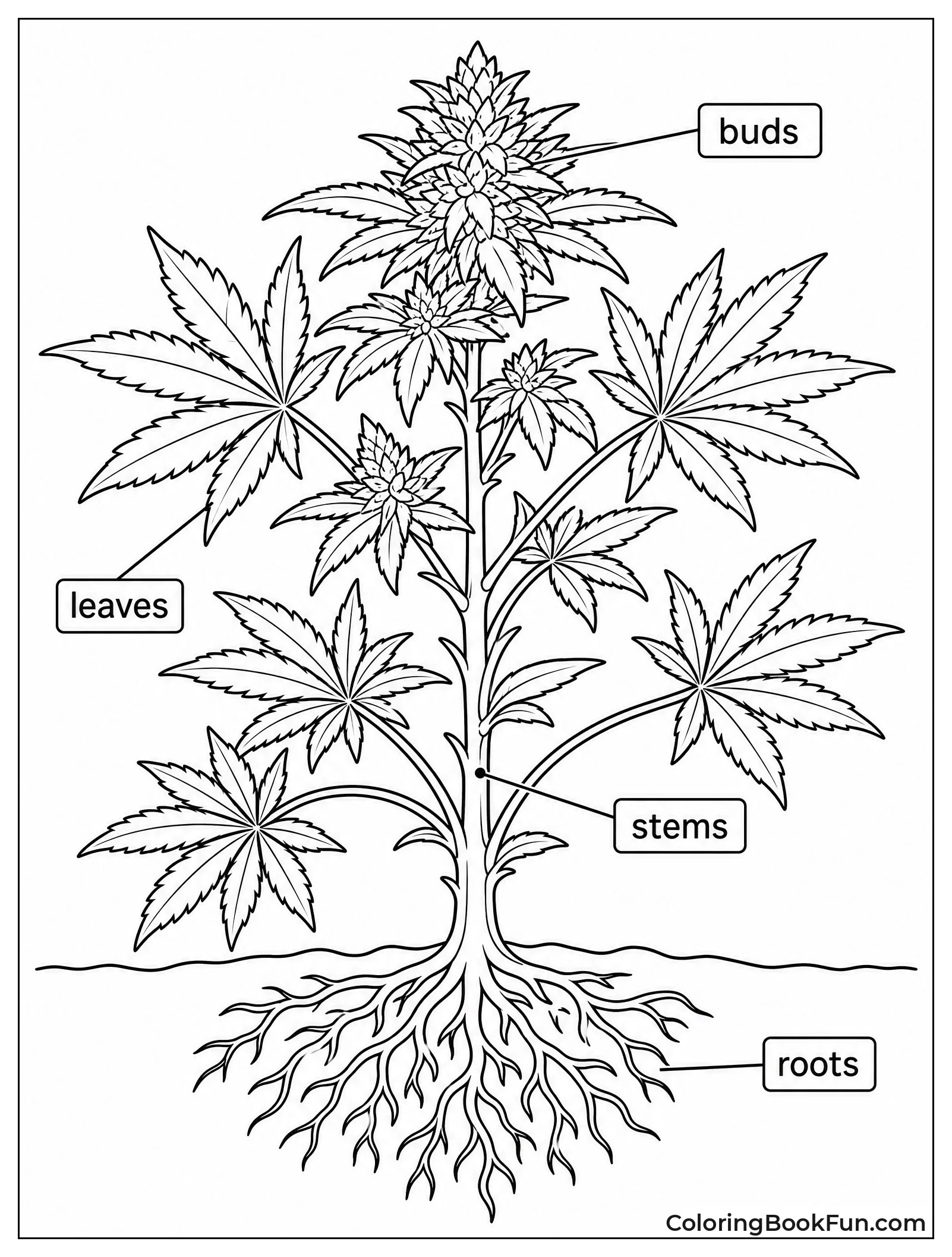 Plant with Simple Labels
