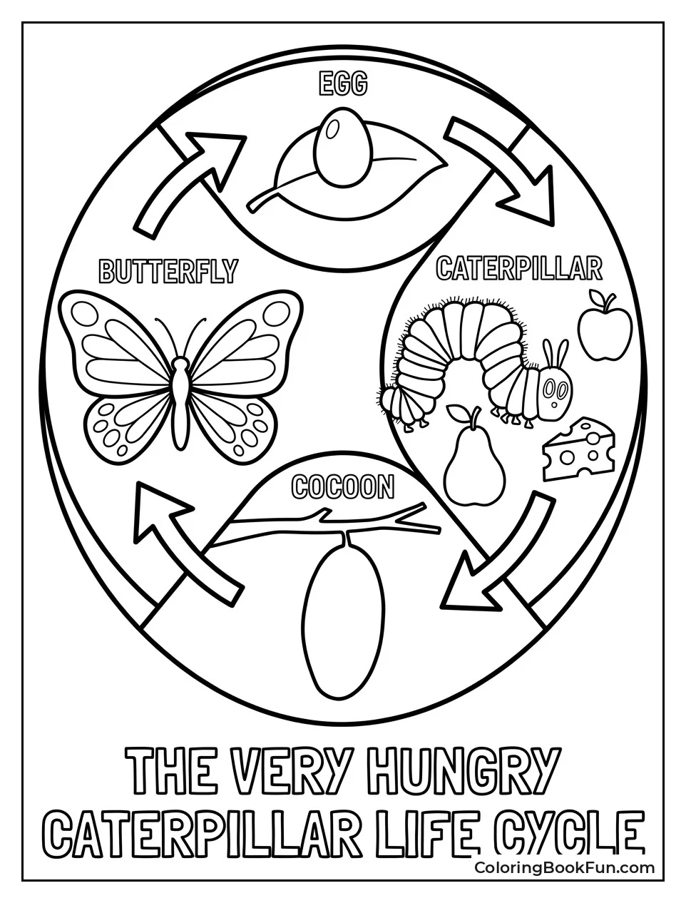 Circle Showing Life Cycle Stages