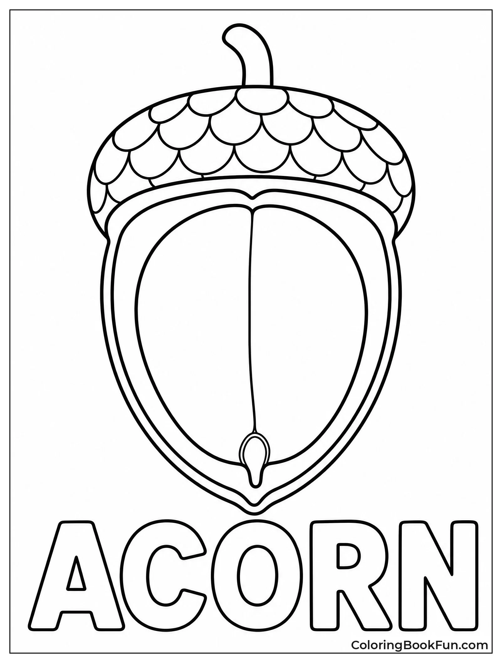 Diagram Shows Inside Of Acorn