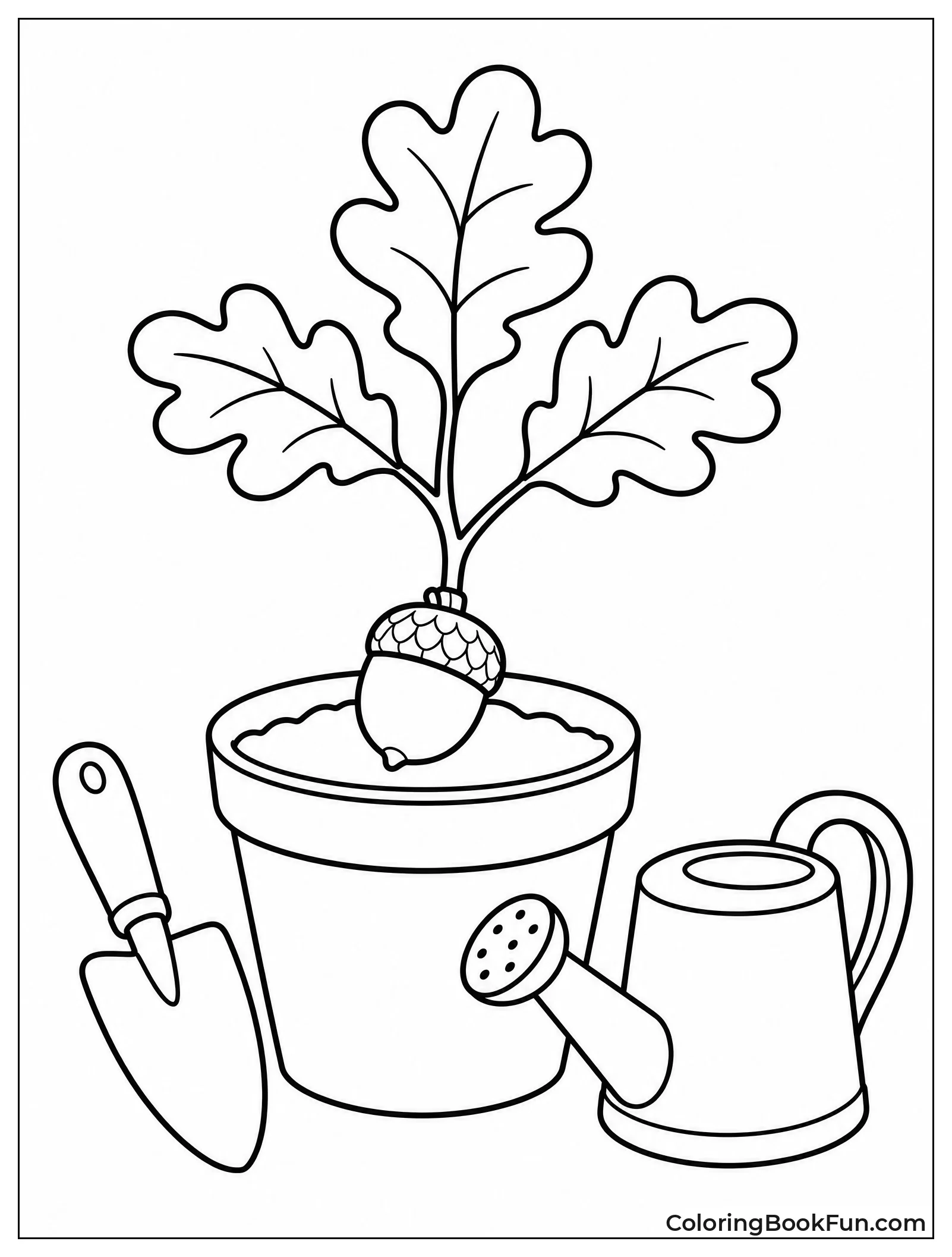 Acorn Sprouts In Flower Pot